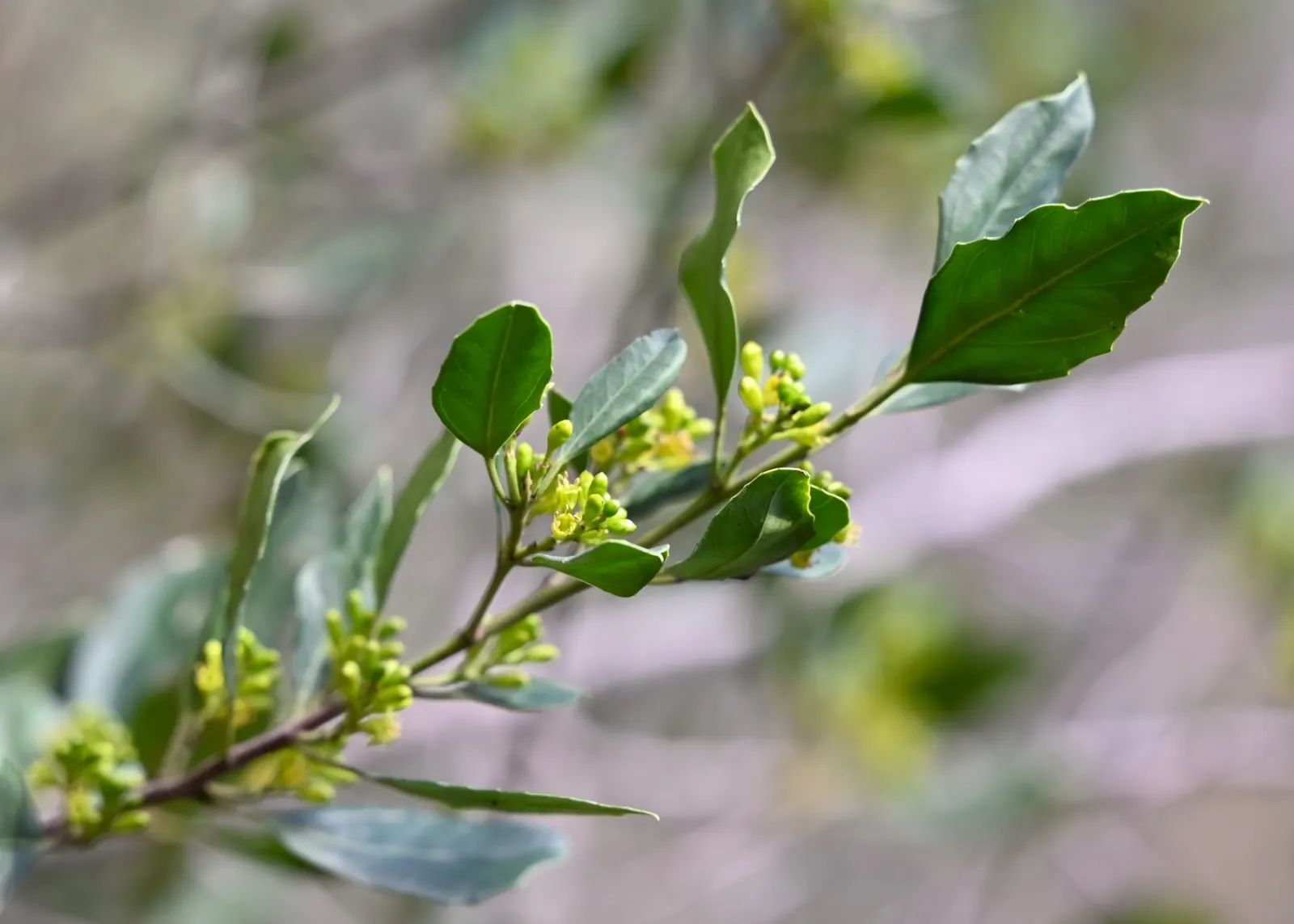 Italian Buckthorn (Rhamnus Alaternus) — contributing an enduring visual appeal to the garden aesthetic; provided they are well-draining