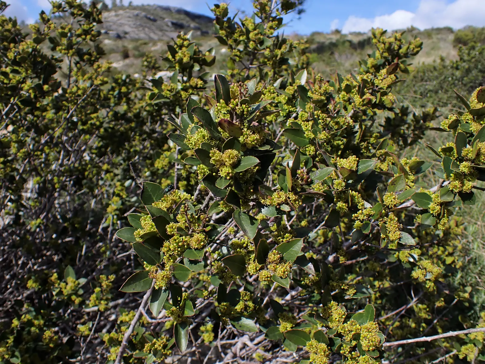 Italian Buckthorn (Rhamnus Alaternus) — It tolerates pruning and shaping, making it an excellent choice for hedges or topiary; this robust shrub, image 49