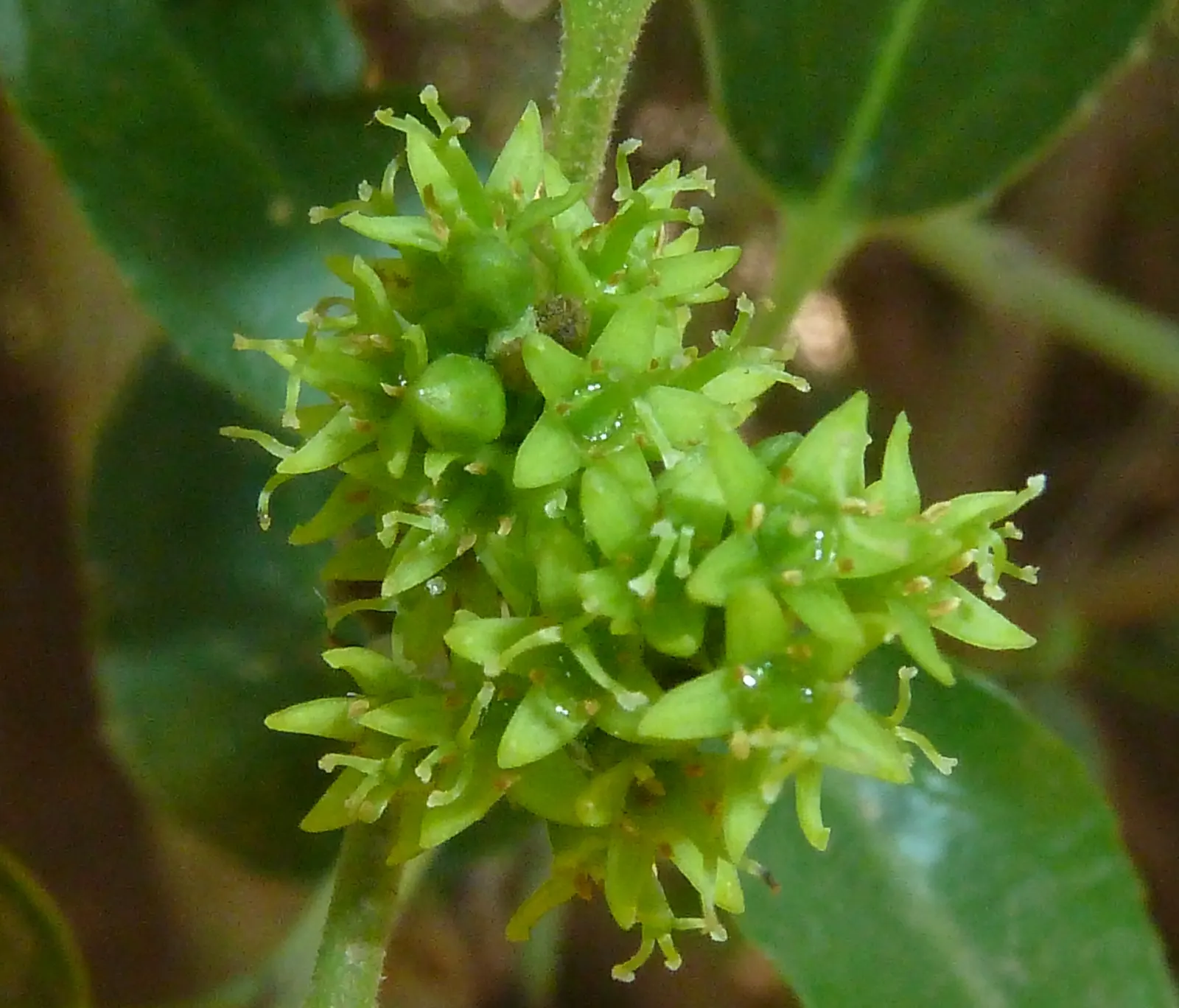 Italian Buckthorn (Rhamnus Alaternus) — contributing an enduring visual appeal to the garden aesthetic; provided they are well-draining, image 56