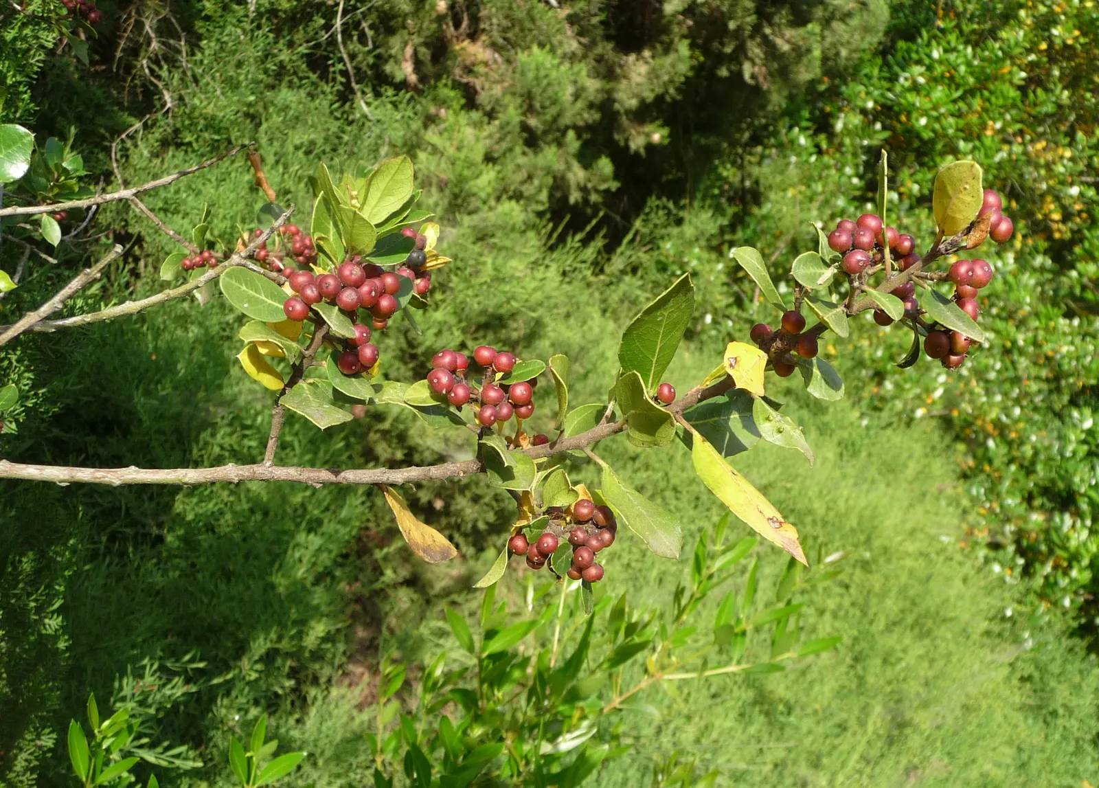 Italian Buckthorn (Rhamnus Alaternus) — demonstrating adaptability to a range of soil types; scientifically referred to as Rhamnus alaternus, image 58