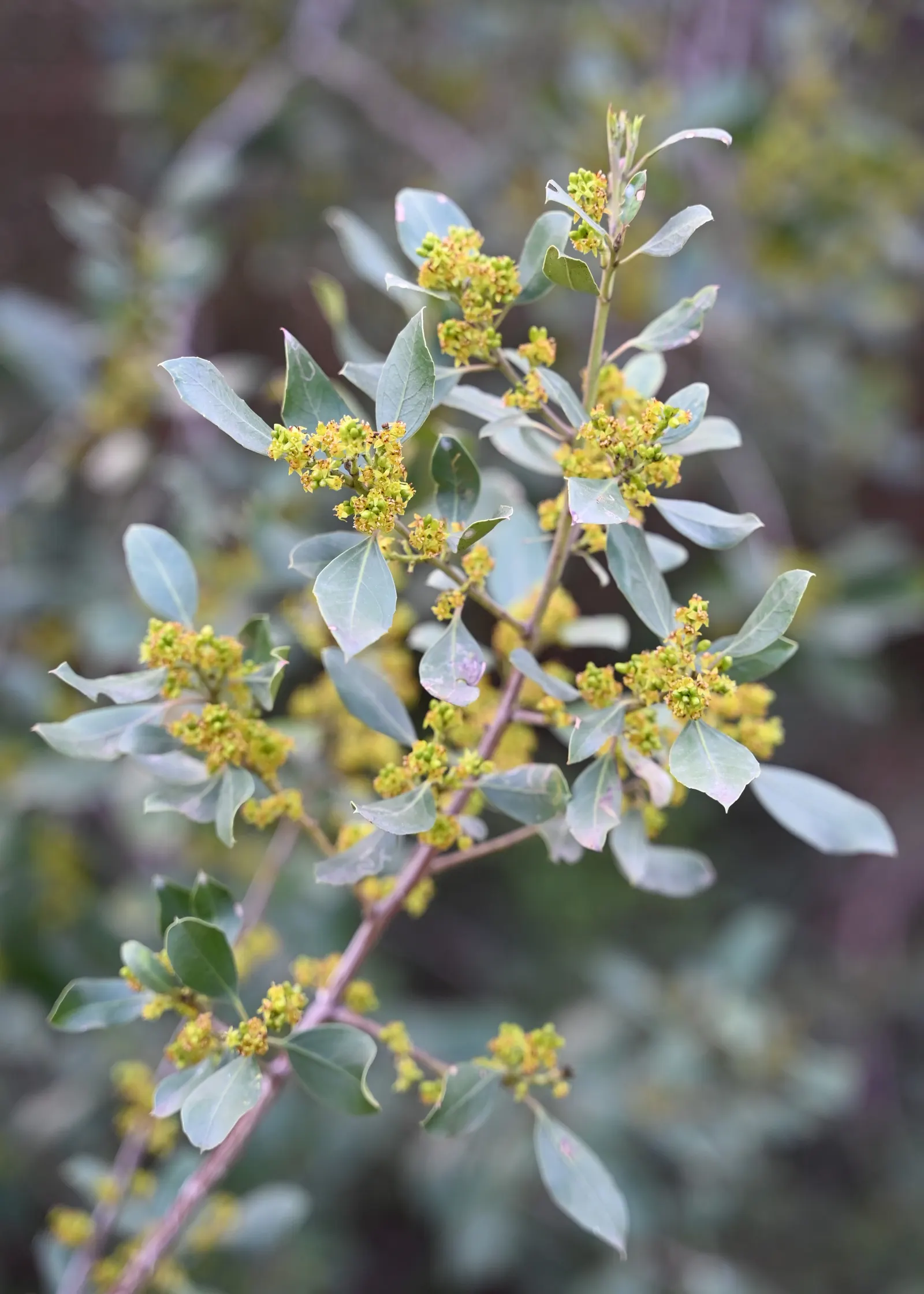 Italian Buckthorn (Rhamnus Alaternus) — is an elegant and versatile evergreen shrub ideally incorporated into landscape designs for its dense