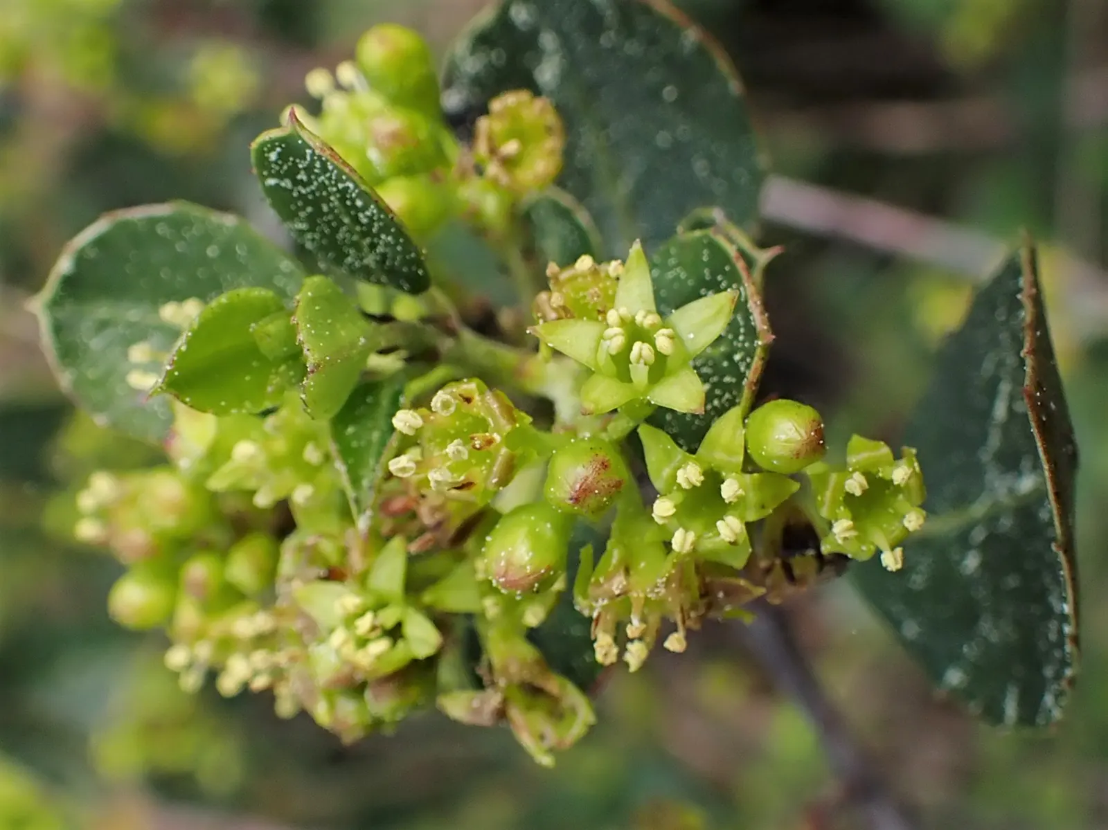Italian Buckthorn (Rhamnus Alaternus) — shrub for full or half