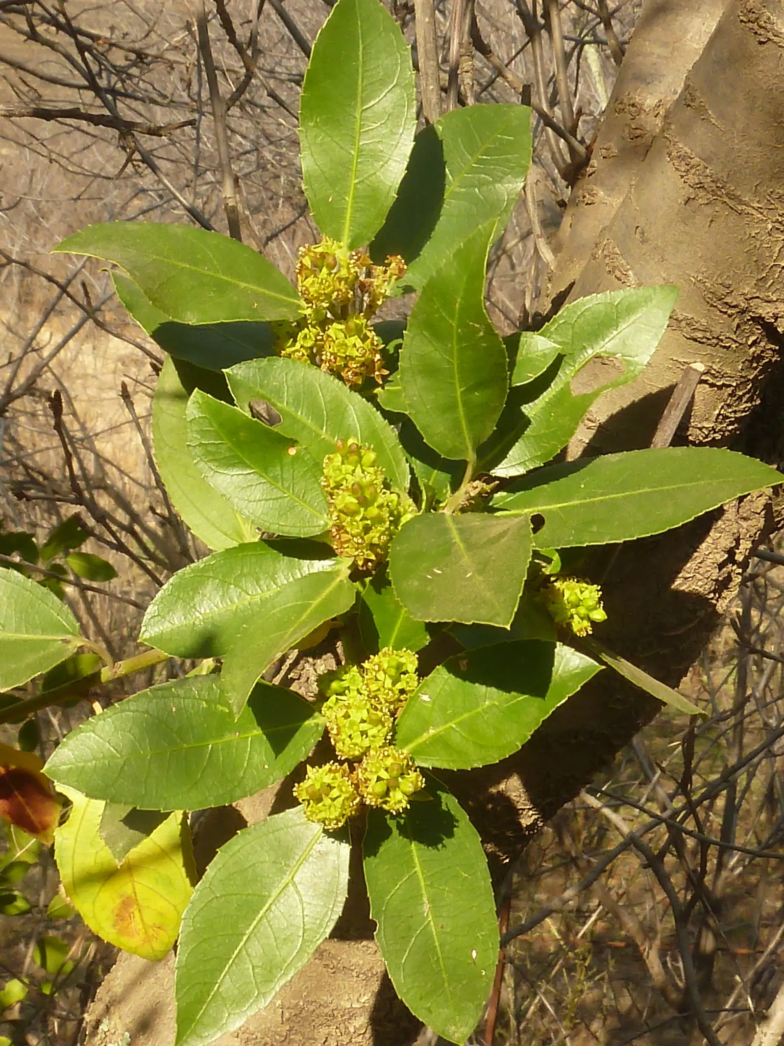 Italian Buckthorn (Rhamnus Alaternus) — dark green foliage and architectural form; while it basks in full sun to partial shade, image 53