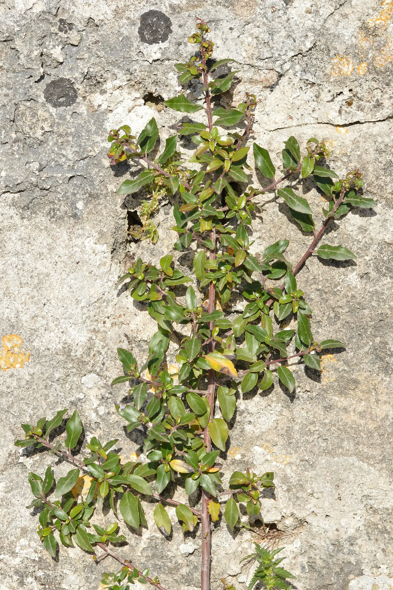 Italian Buckthorn (Rhamnus Alaternus) — This robust shrub typically achieves a height of 10 to 20 feet with a similar spread; the Italian Buckthorn, image 54