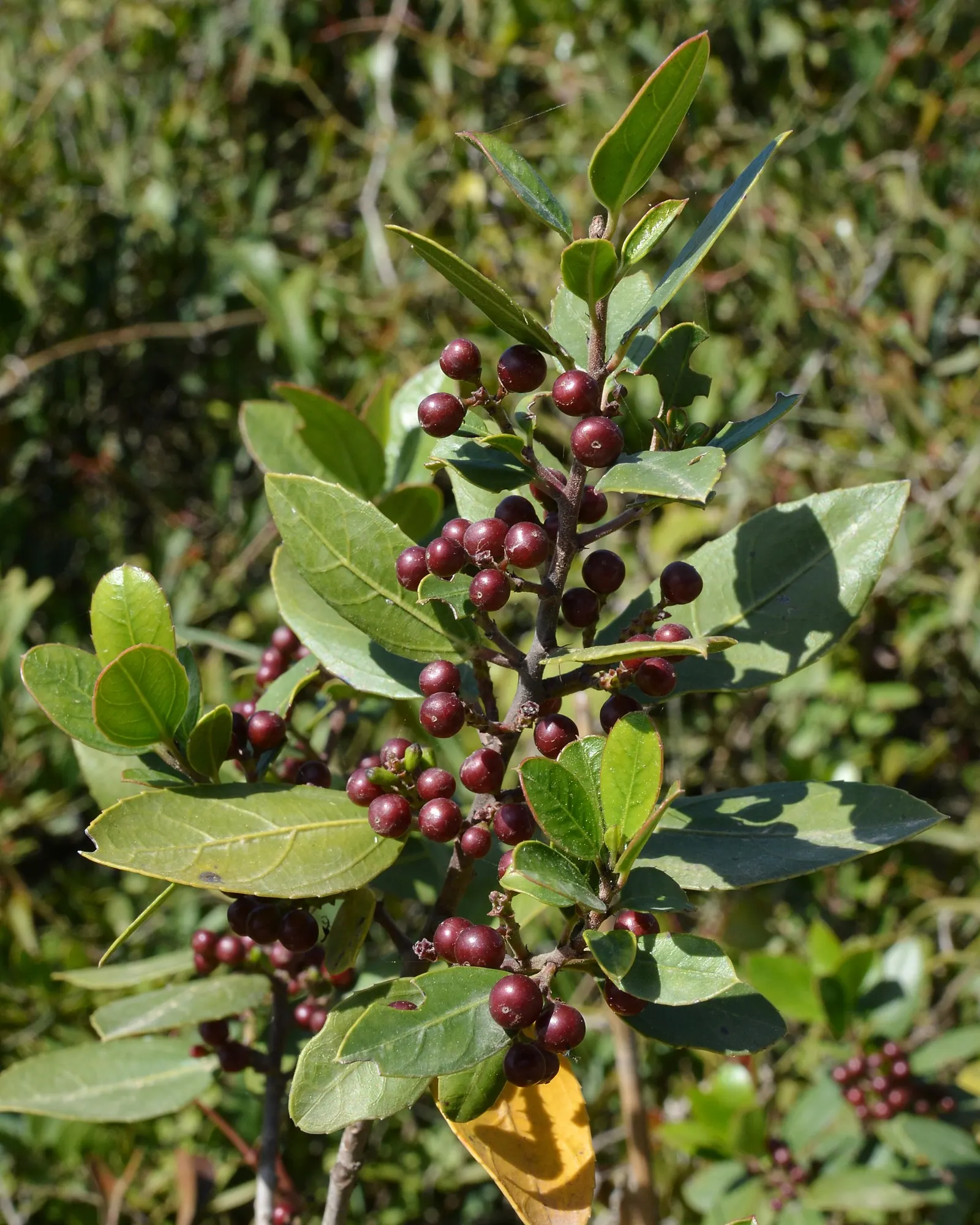 Italian Buckthorn (Rhamnus Alaternus) — adding to its low-maintenance profile; inconspicuous green-yellowish flowers, image 62