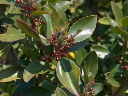 Italian Buckthorn (Rhamnus Alaternus) — It tolerates pruning and shaping, making it an excellent choice for hedges or topiary
