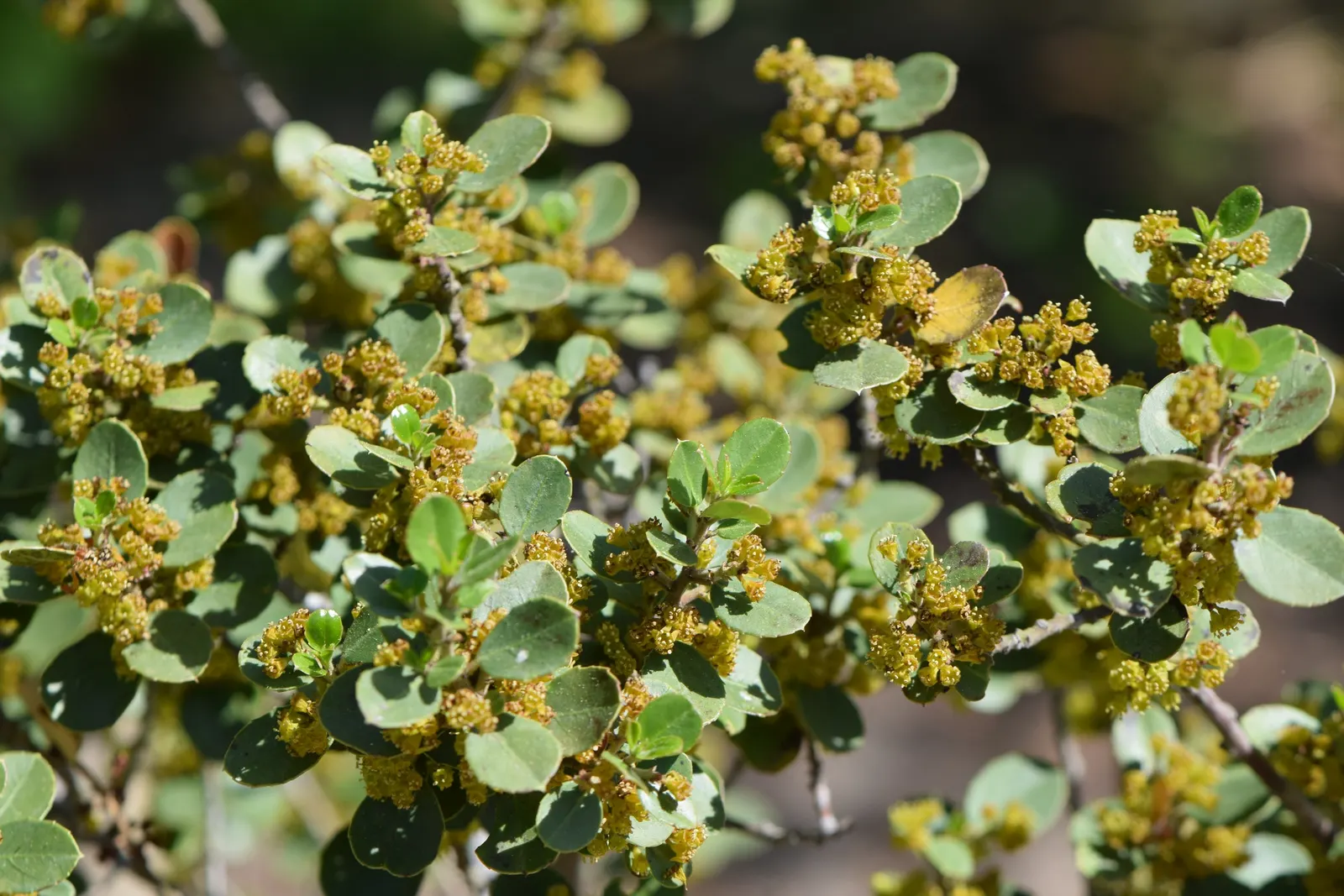 Italian Buckthorn (Rhamnus Alaternus) — making it an excellent choice for hedging; is an elegant and versatile evergreen shrub ideally incorporated into