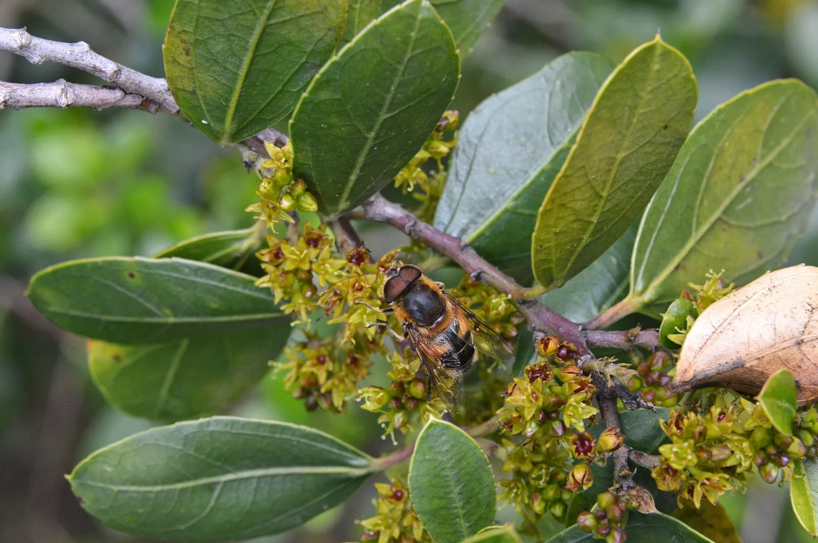 Italian Buckthorn (Rhamnus Alaternus) — An annual general-purpose fertilizer application can support its vigor