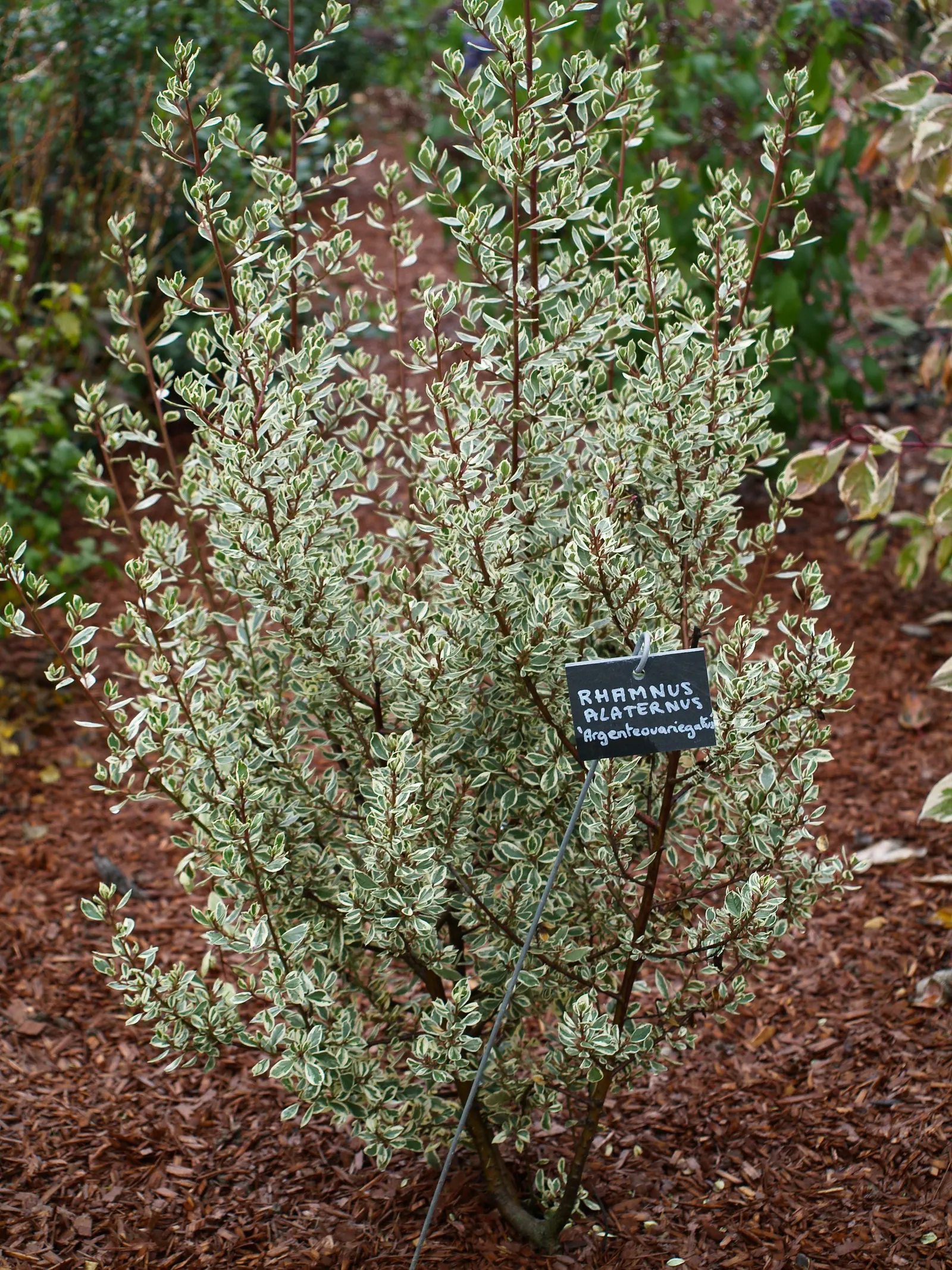 Italian Buckthorn (Rhamnus Alaternus) — Thriving in USDA Zones 7-10, it prefers full sun to partial shade and adapts to various soil conditions