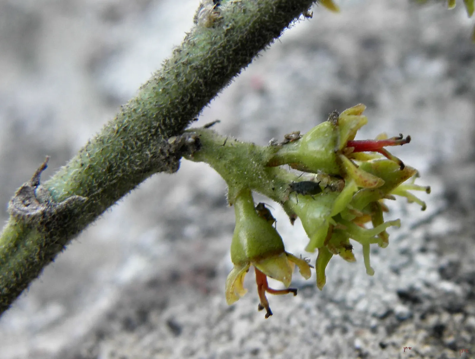 Italian Buckthorn (Rhamnus Alaternus) — Thriving in USDA Zones 7-10, it prefers full sun to partial shade and adapts to various soil conditions; rhamnus
