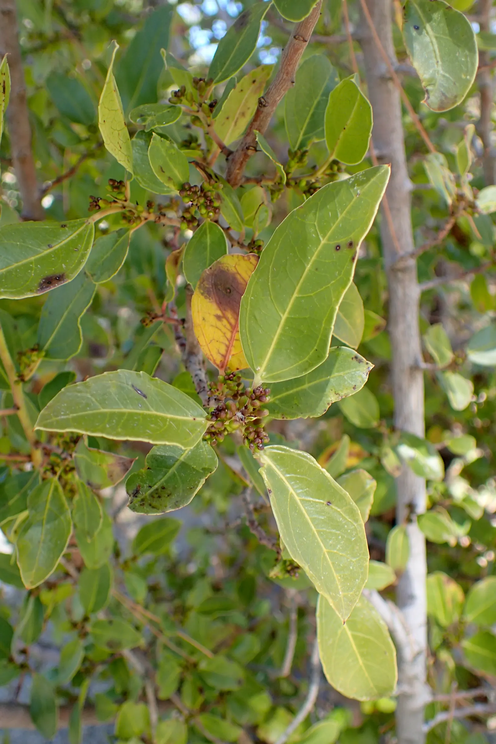 Italian Buckthorn (Rhamnus Alaternus) — demonstrating adaptability to a range of soil types