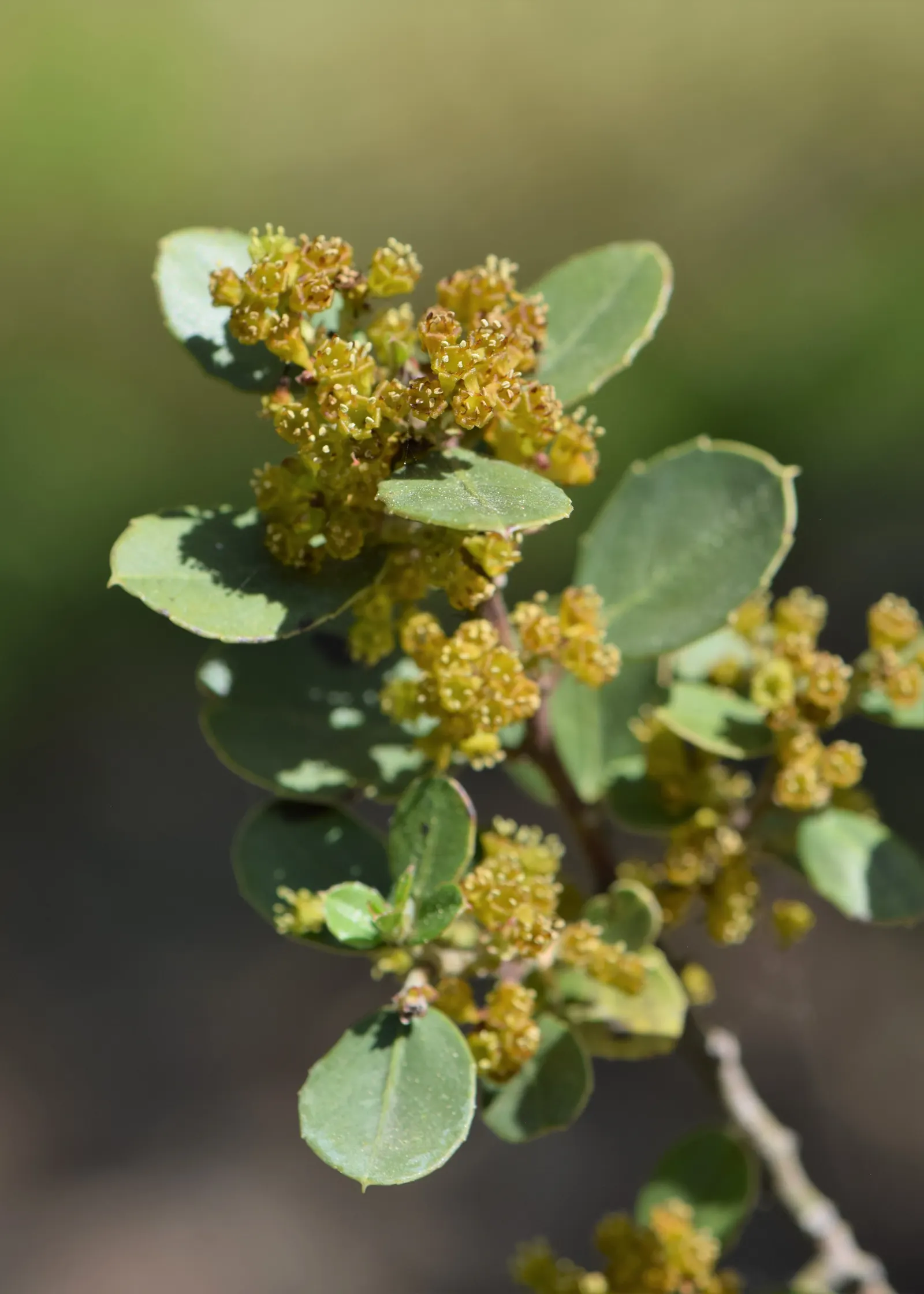 Italian Buckthorn (Rhamnus Alaternus) — Its glossy leaves and modest yellow flowers blend well with other plants; though it can grow up to 10 feet, image 48