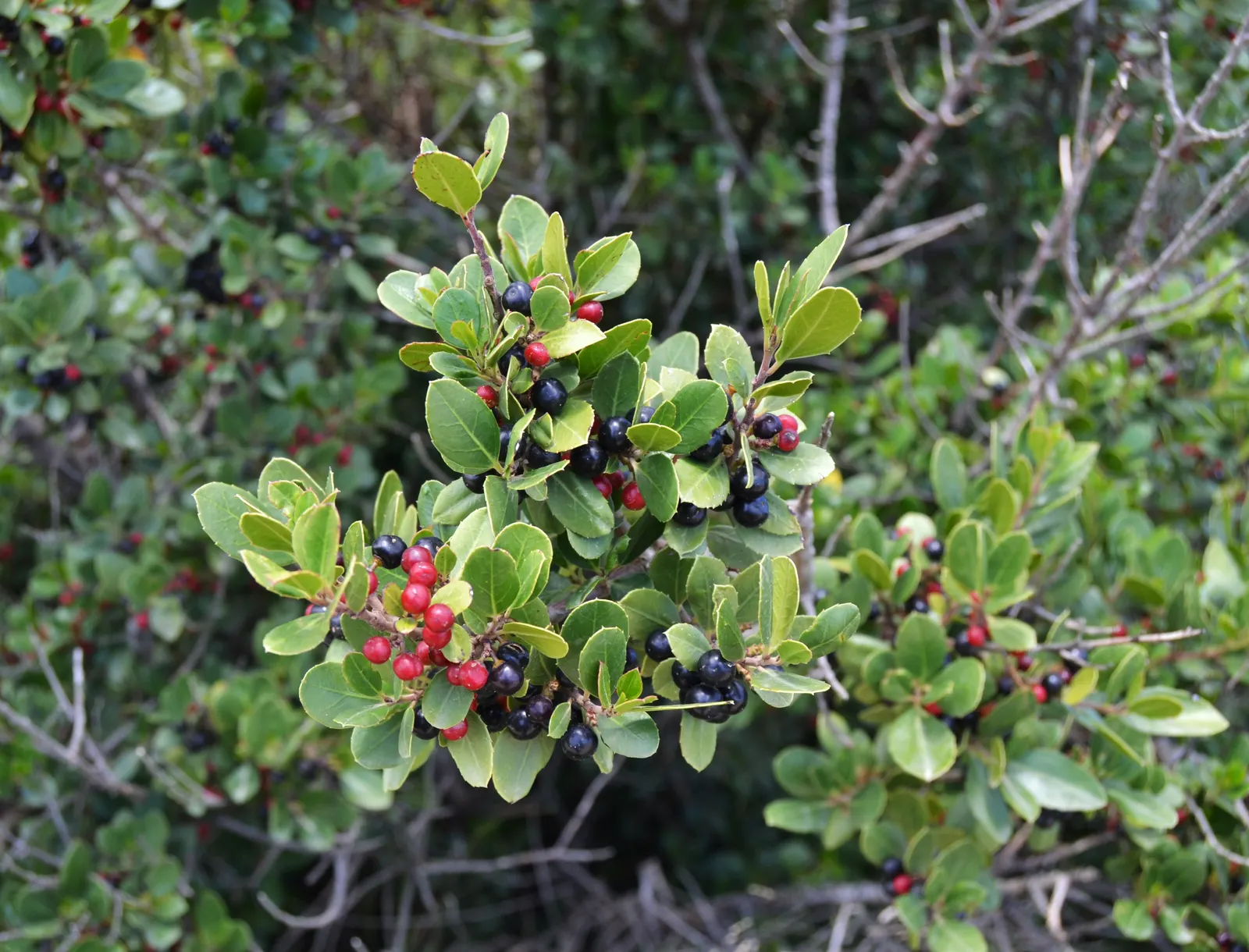 Italian Buckthorn (Rhamnus Alaternus) — inconspicuous green-yellowish flowers; shrub for full or half, image 57