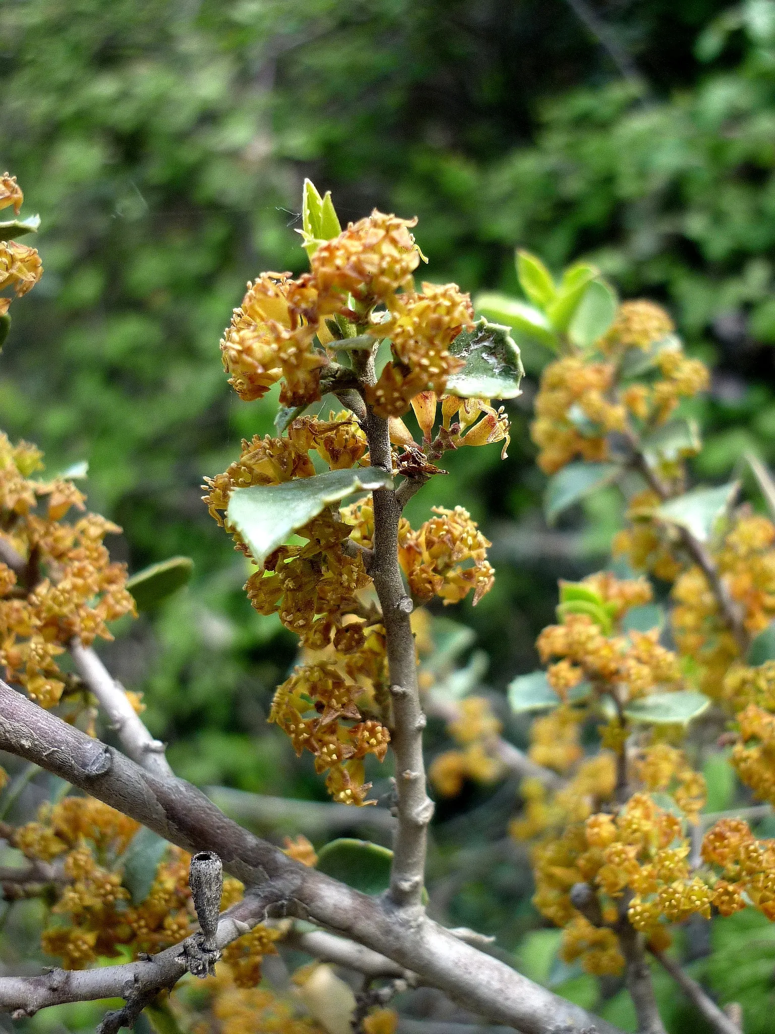 Italian Buckthorn (Rhamnus Alaternus) — provided they are well-draining; demonstrating adaptability to a range of soil types, image 59