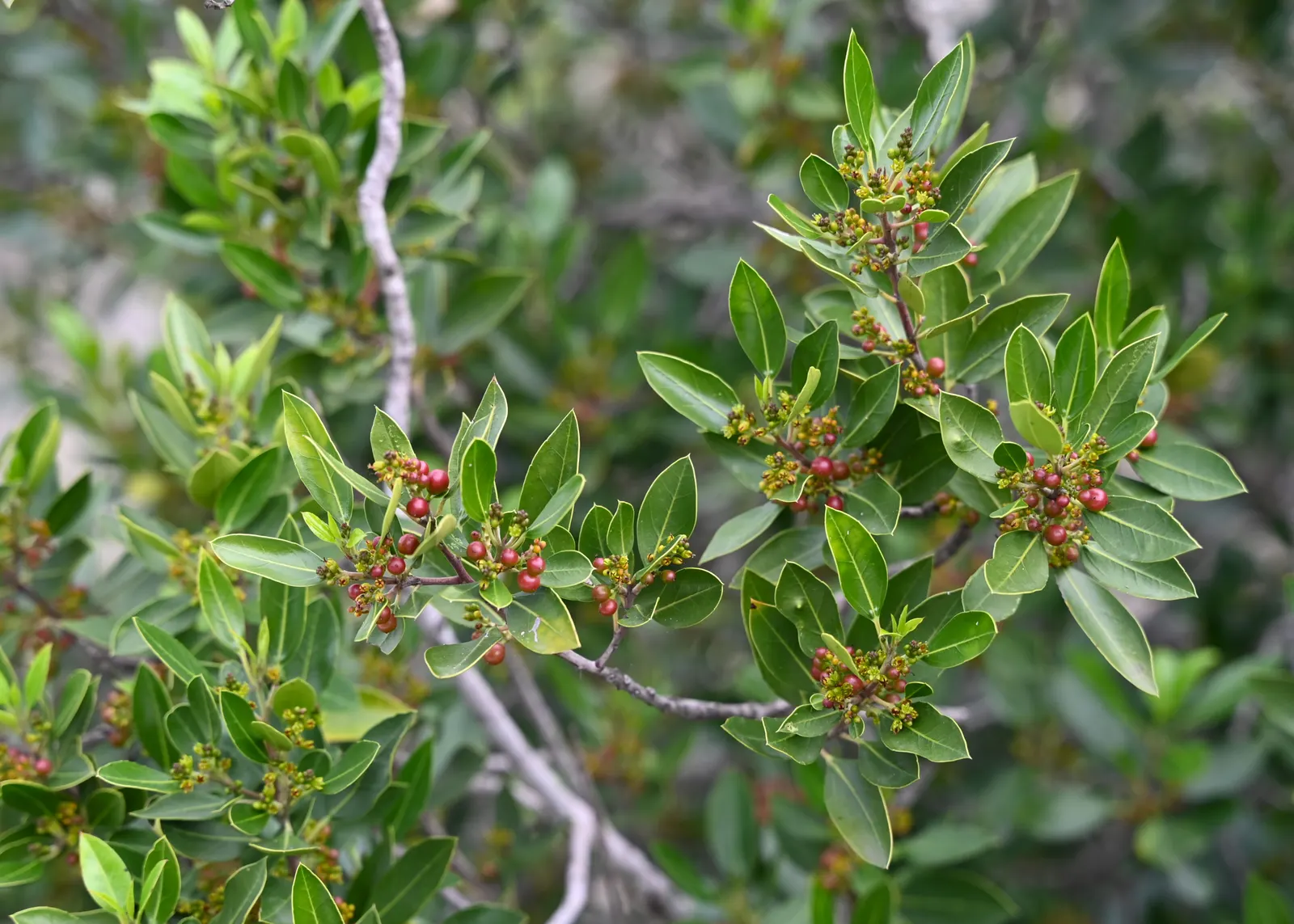 Italian Buckthorn (Rhamnus Alaternus) — Its glossy leaves and modest yellow flowers blend well with other plants; though it can grow up to 10 feet