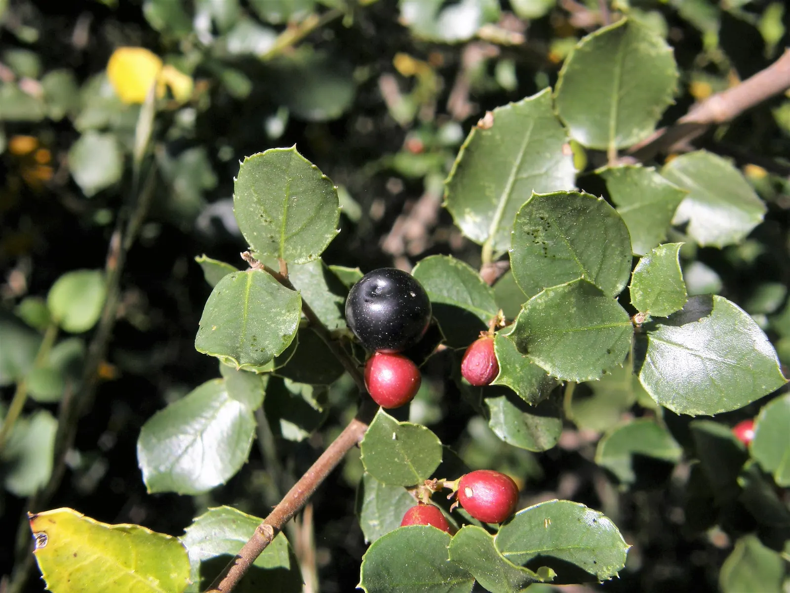 Italian Buckthorn (Rhamnus Alaternus) — This robust shrub typically achieves a height of 10 to 20 feet with a similar spread; the Italian Buckthorn (Rhamnus