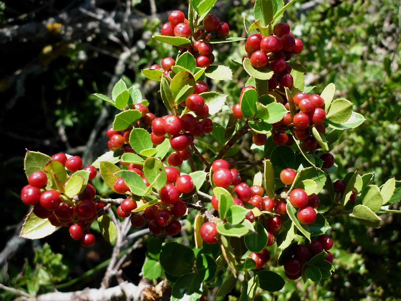 Italian Buckthorn (Rhamnus Alaternus) — While it basks in full sun to partial shade; keeping the specimen thrives in your client's garden for years, image 60