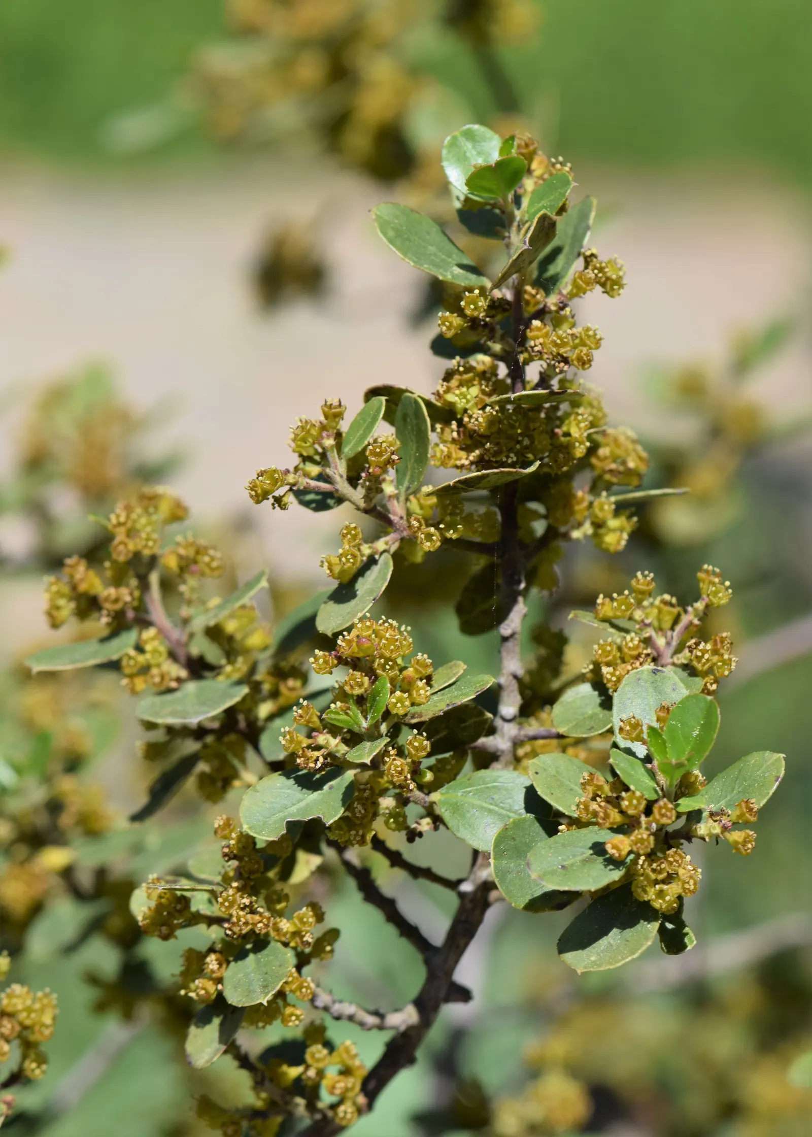 Italian Buckthorn (Rhamnus Alaternus) — shrub for full or half; for optimal growth and form, offer occasional trimming, which it tolerates well
