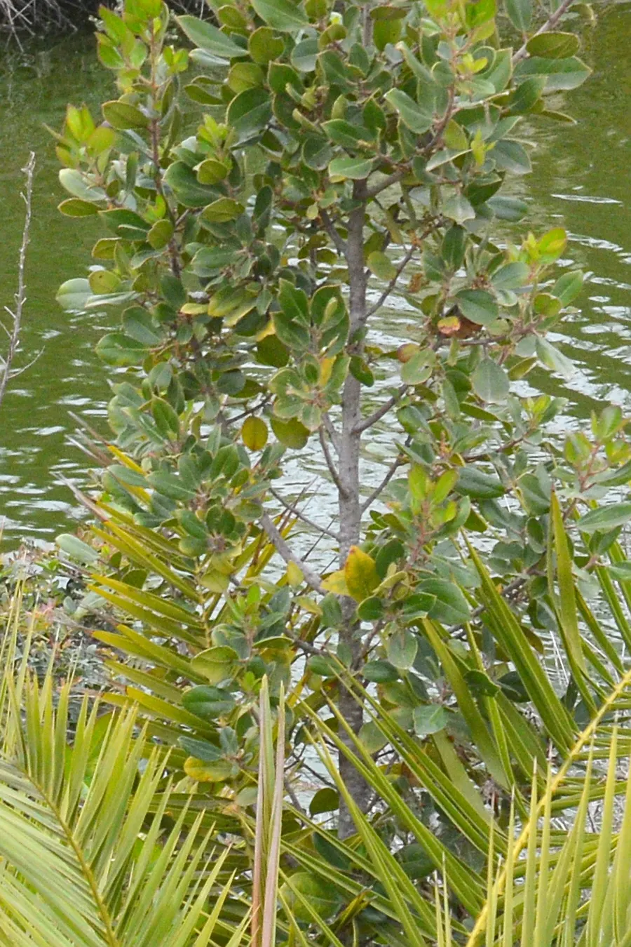 Italian Buckthorn (Rhamnus Alaternus) — Thriving in USDA Zones 7-10, it prefers full sun to partial shade and adapts to various soil conditions, image 50