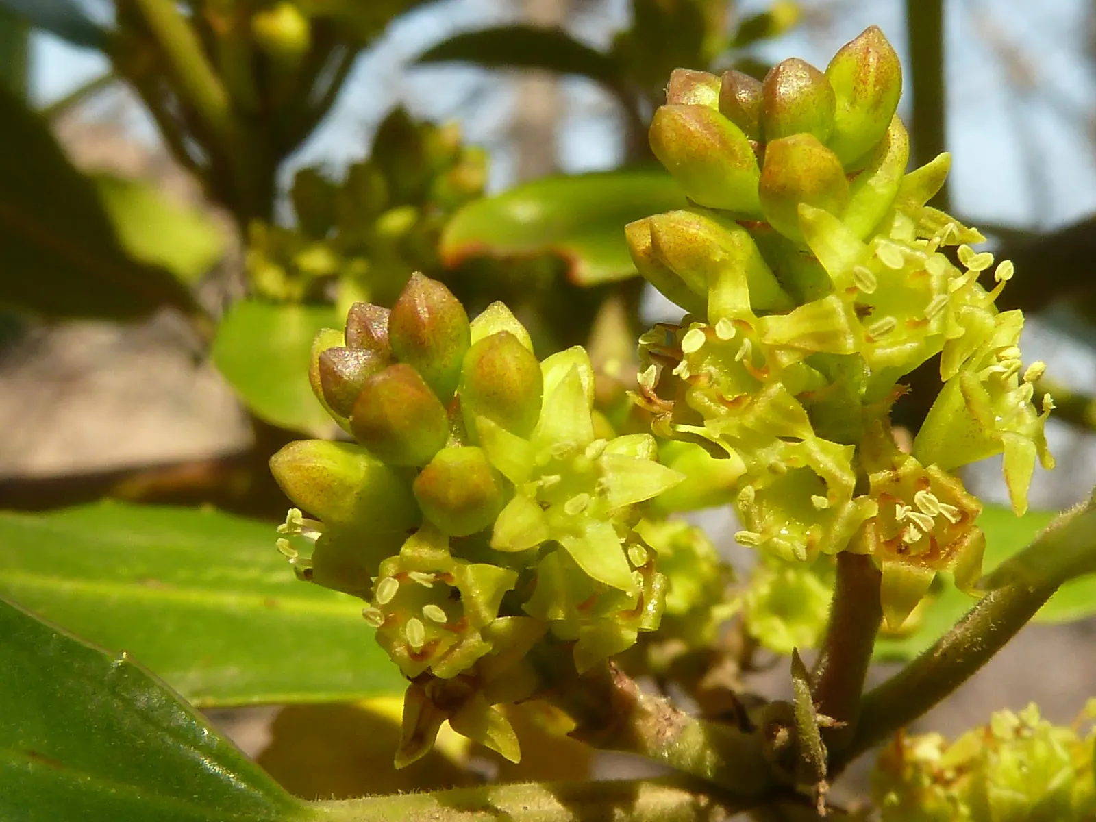 Italian Buckthorn (Rhamnus Alaternus) — This robust shrub typically achieves a height of 10 to 20 feet with a similar spread