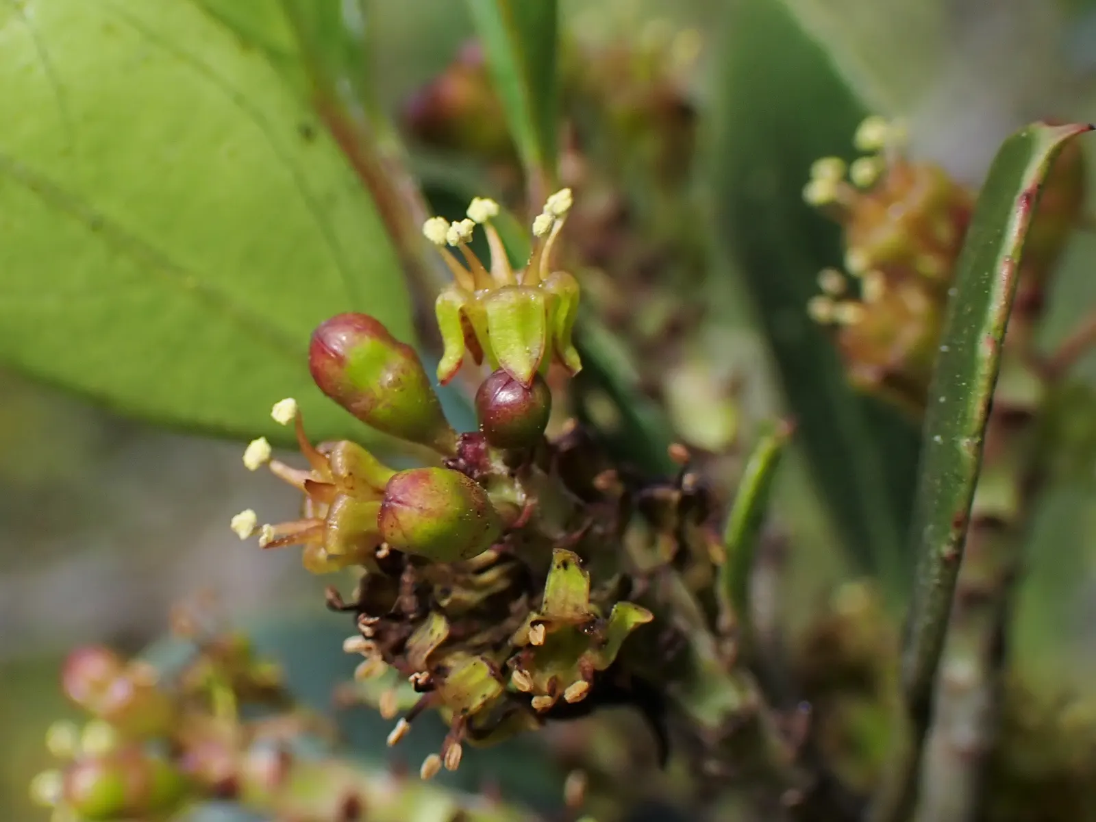 Italian Buckthorn (Rhamnus Alaternus) — scientifically referred to as Rhamnus alaternus; typically reaching 5-6 feet in height, image 51