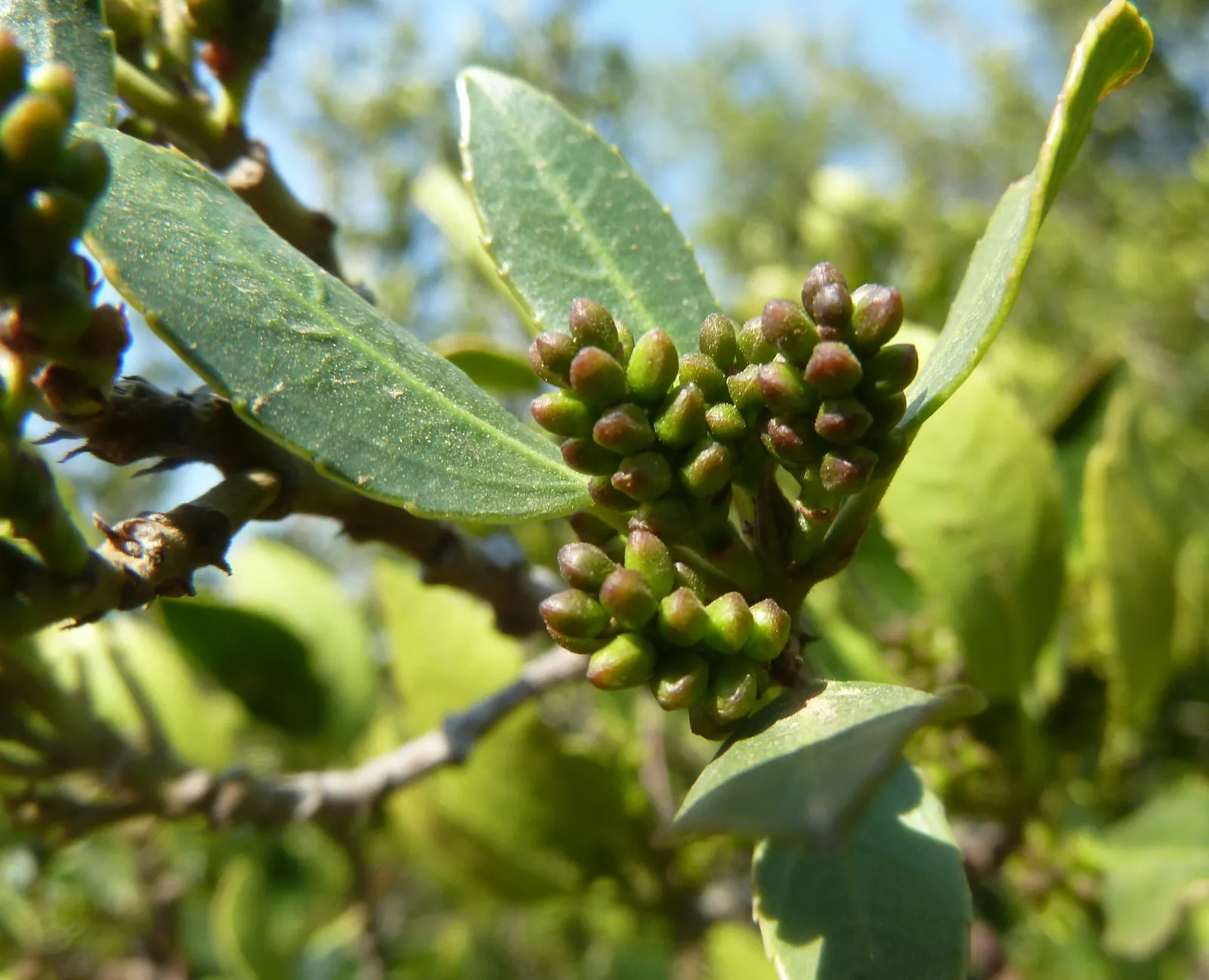 Italian Buckthorn (Rhamnus Alaternus) — is an elegant and versatile evergreen shrub ideally incorporated into landscape designs for its dense; dark green