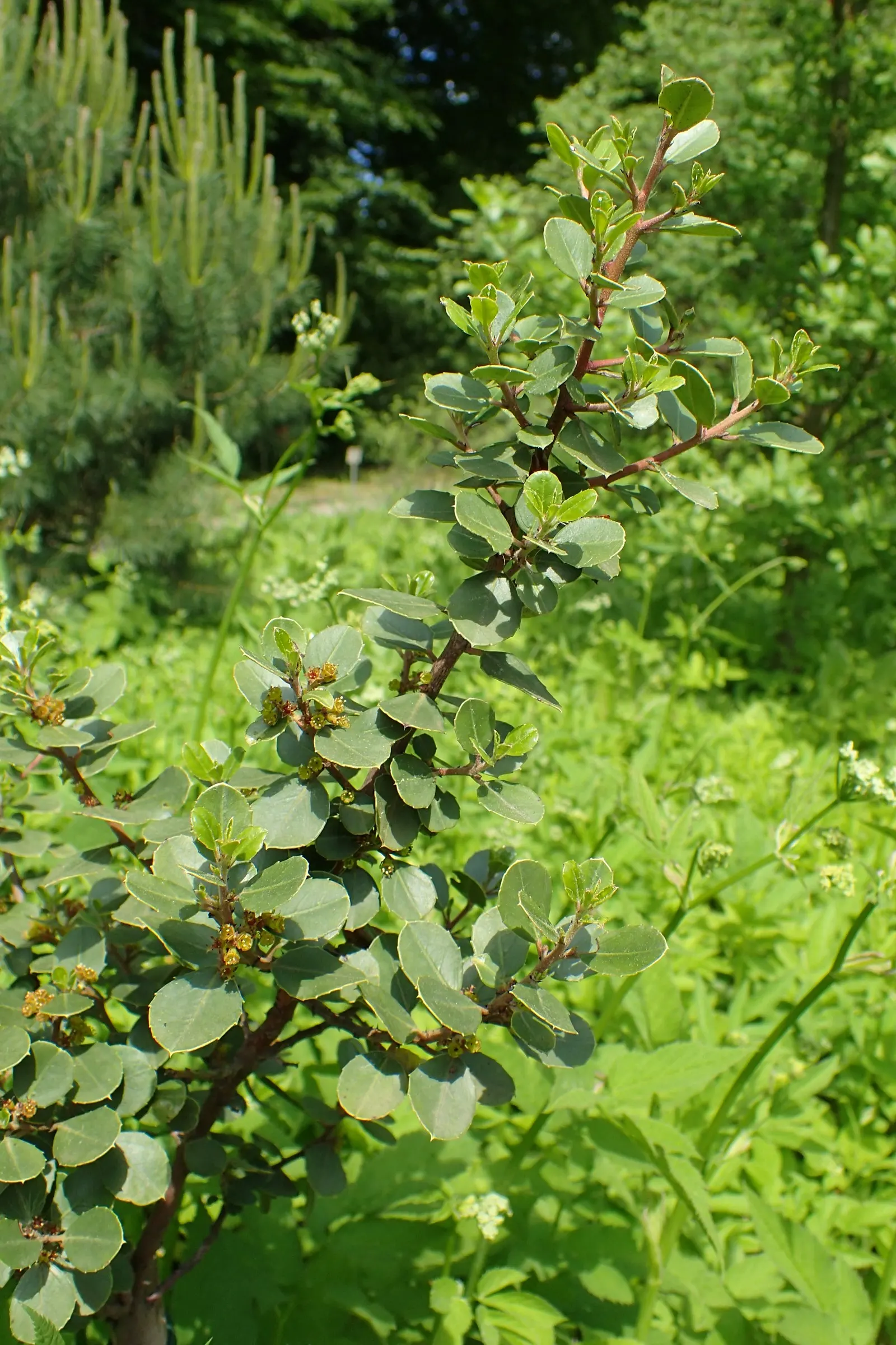 Italian Buckthorn (Rhamnus Alaternus) — dark green foliage and architectural form; while it basks in full sun to partial shade