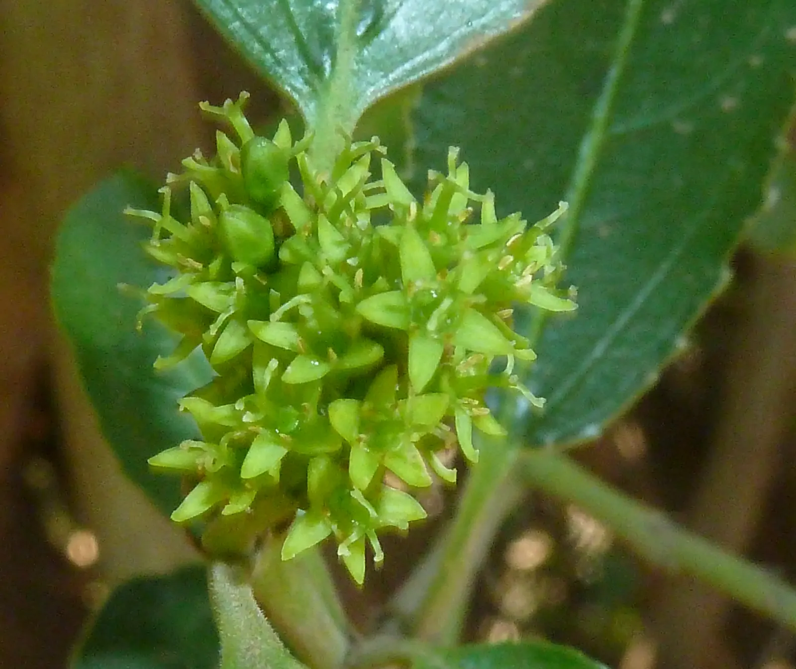 Italian Buckthorn (Rhamnus Alaternus) — Rhamnus alaternus is also drought-tolerant once established; thriving in USDA Zones 7-10, it prefers full, image 61