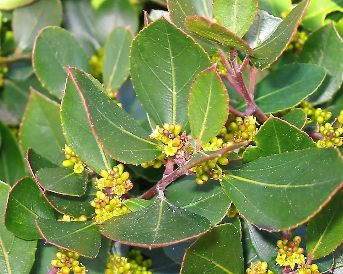 Italian Buckthorn (Rhamnus Alaternus) — contributing an enduring visual appeal to the garden aesthetic