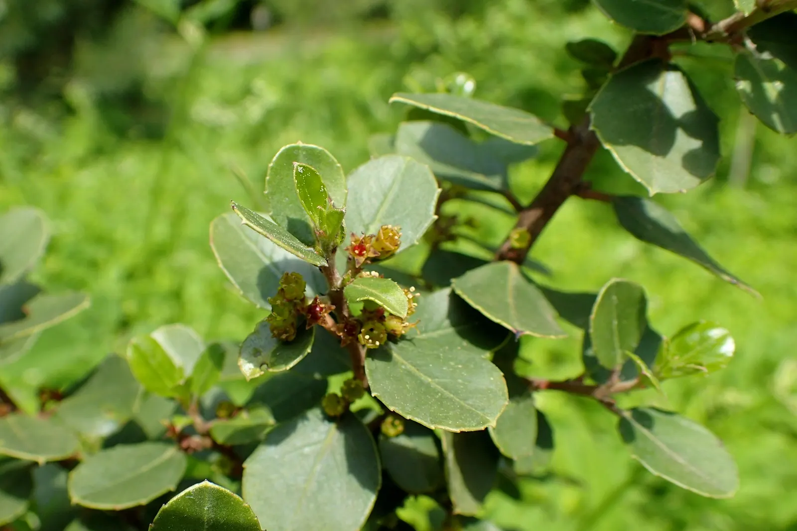 Italian Buckthorn (Rhamnus Alaternus) — While it basks in full sun to partial shade