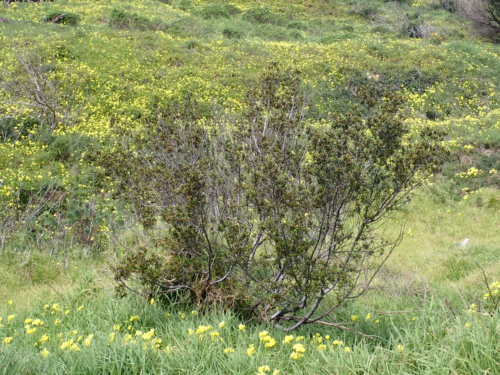 Italian Buckthorn (Rhamnus Alaternus) — inconspicuous green-yellowish flowers; shrub for full or half
