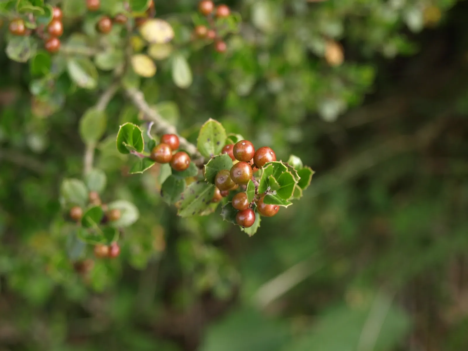 Italian Buckthorn (Rhamnus Alaternus) — provided they are well-draining