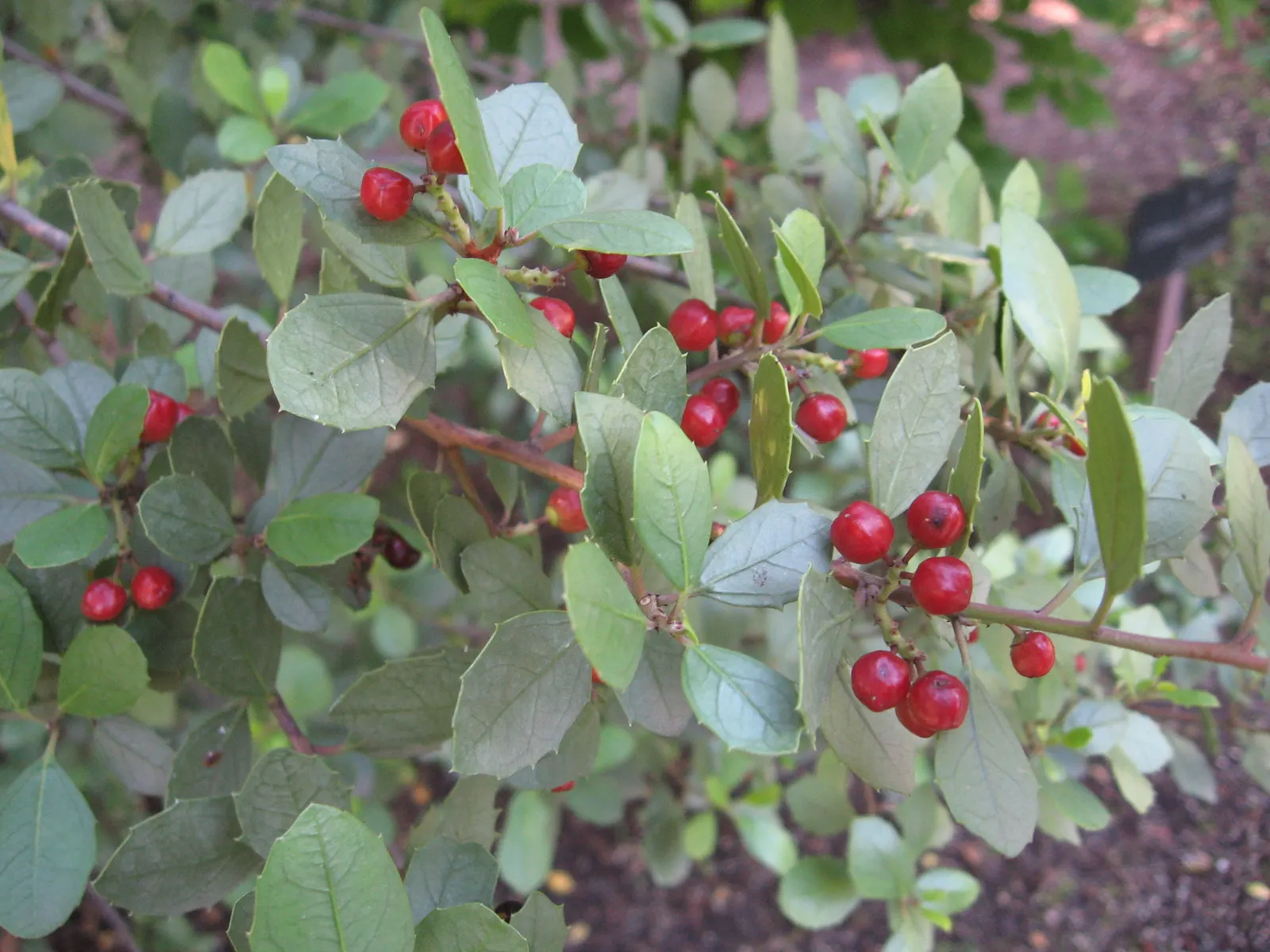 Italian Buckthorn (Rhamnus Alaternus) — scientifically referred to as Rhamnus alaternus