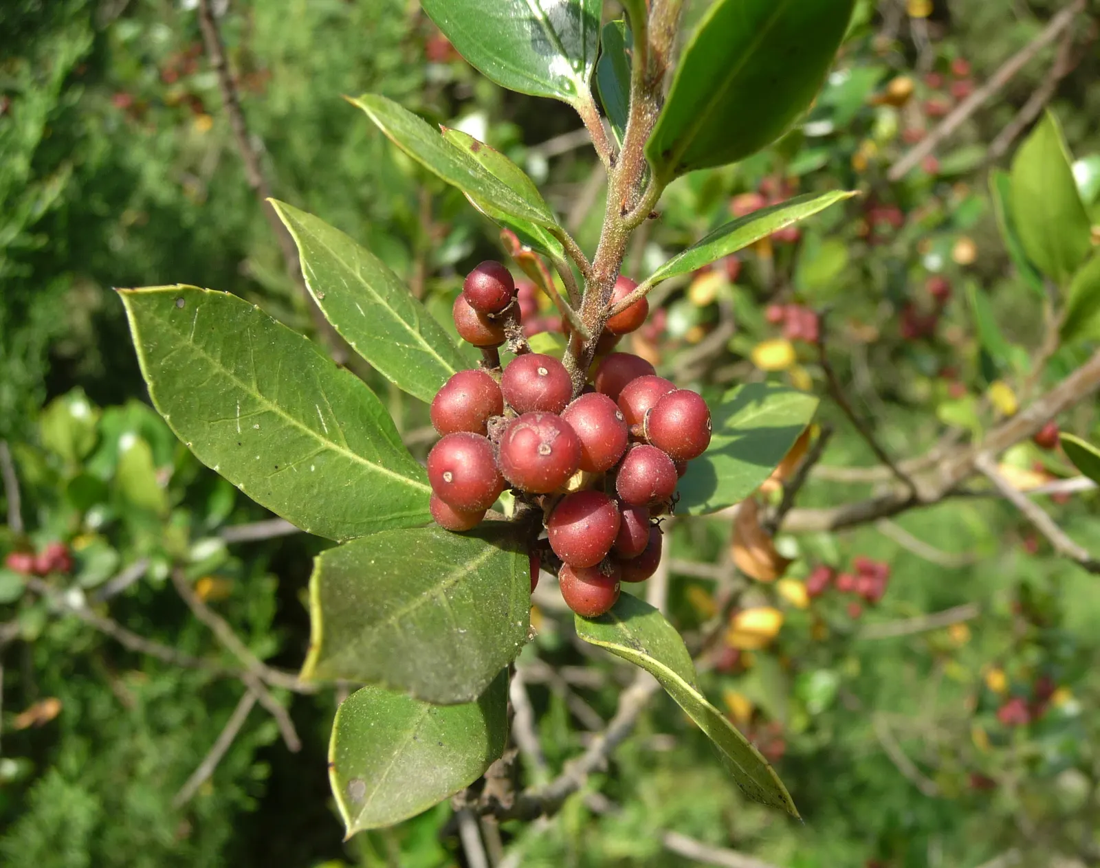 Italian Buckthorn (Rhamnus Alaternus) — is an elegant and versatile evergreen shrub ideally incorporated into landscape designs for its dense; dark, image 52