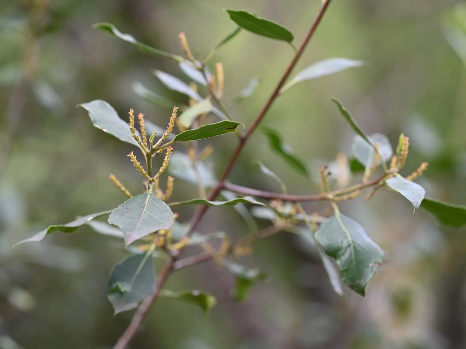 Italian Buckthorn (Rhamnus Alaternus) — though it can grow up to 10 feet
