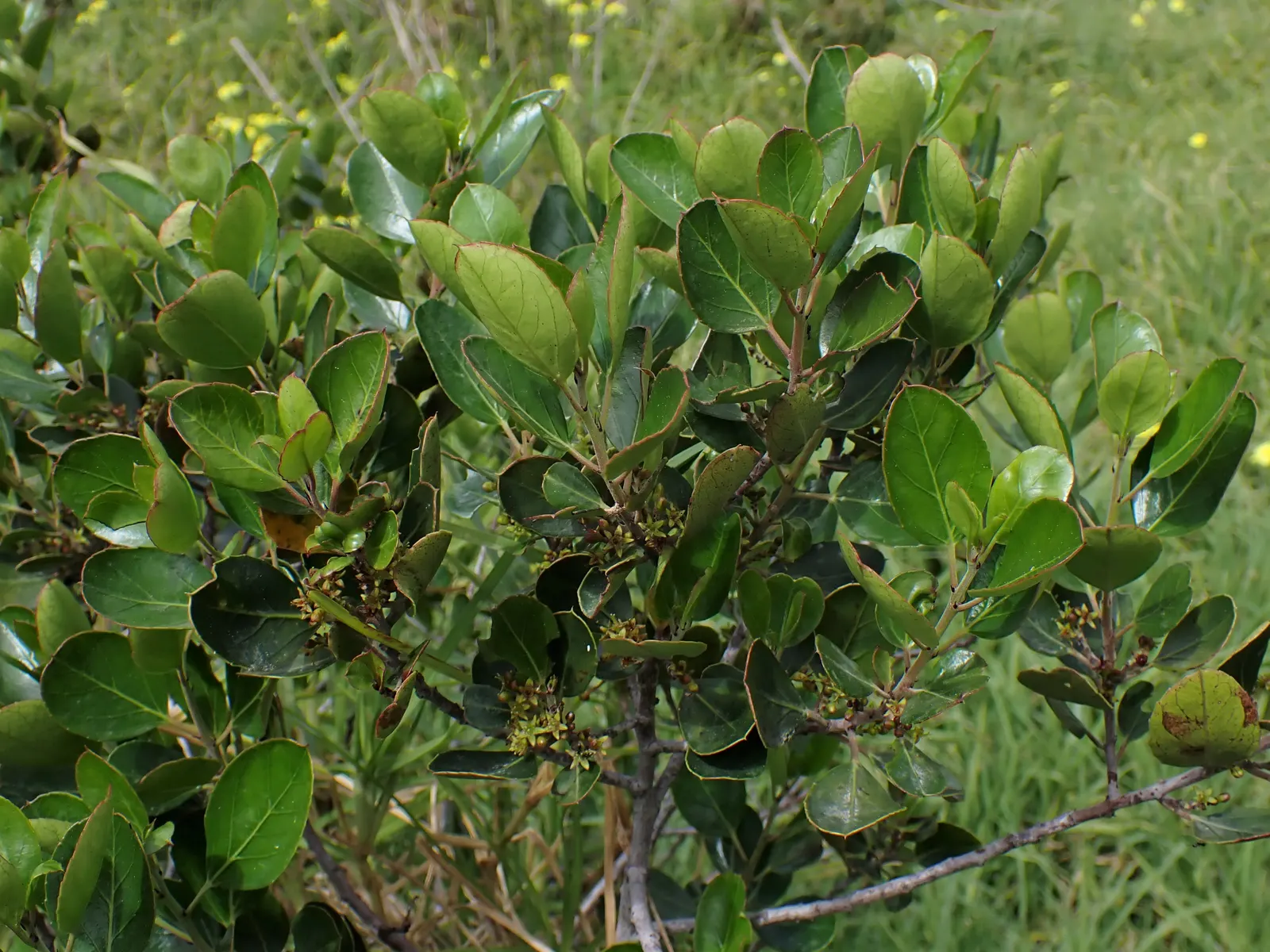 Italian Buckthorn (Rhamnus Alaternus) — adding to its low-maintenance profile; inconspicuous green-yellowish flowers