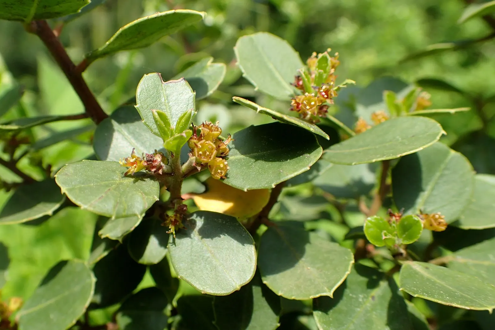 Italian Buckthorn (Rhamnus Alaternus) — Rhamnus alaternus is also drought-tolerant once established
