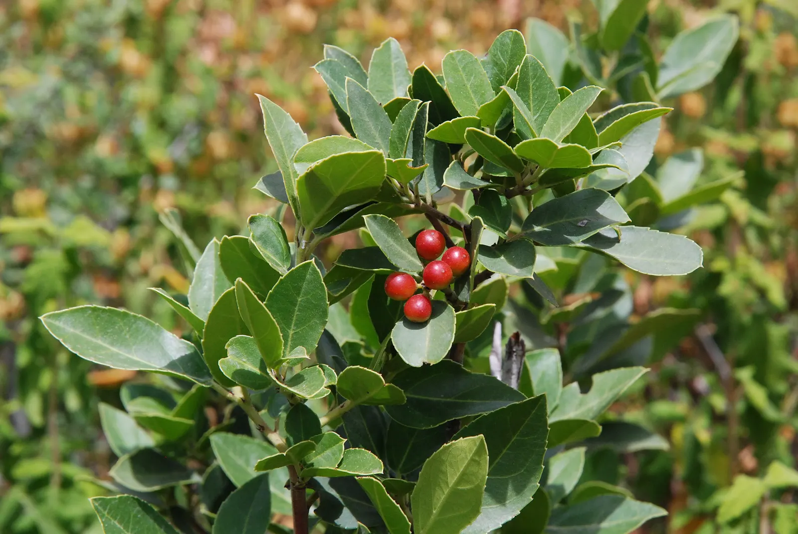 Italian Buckthorn (Rhamnus Alaternus) — Its glossy leaves and modest yellow flowers blend well with other plants