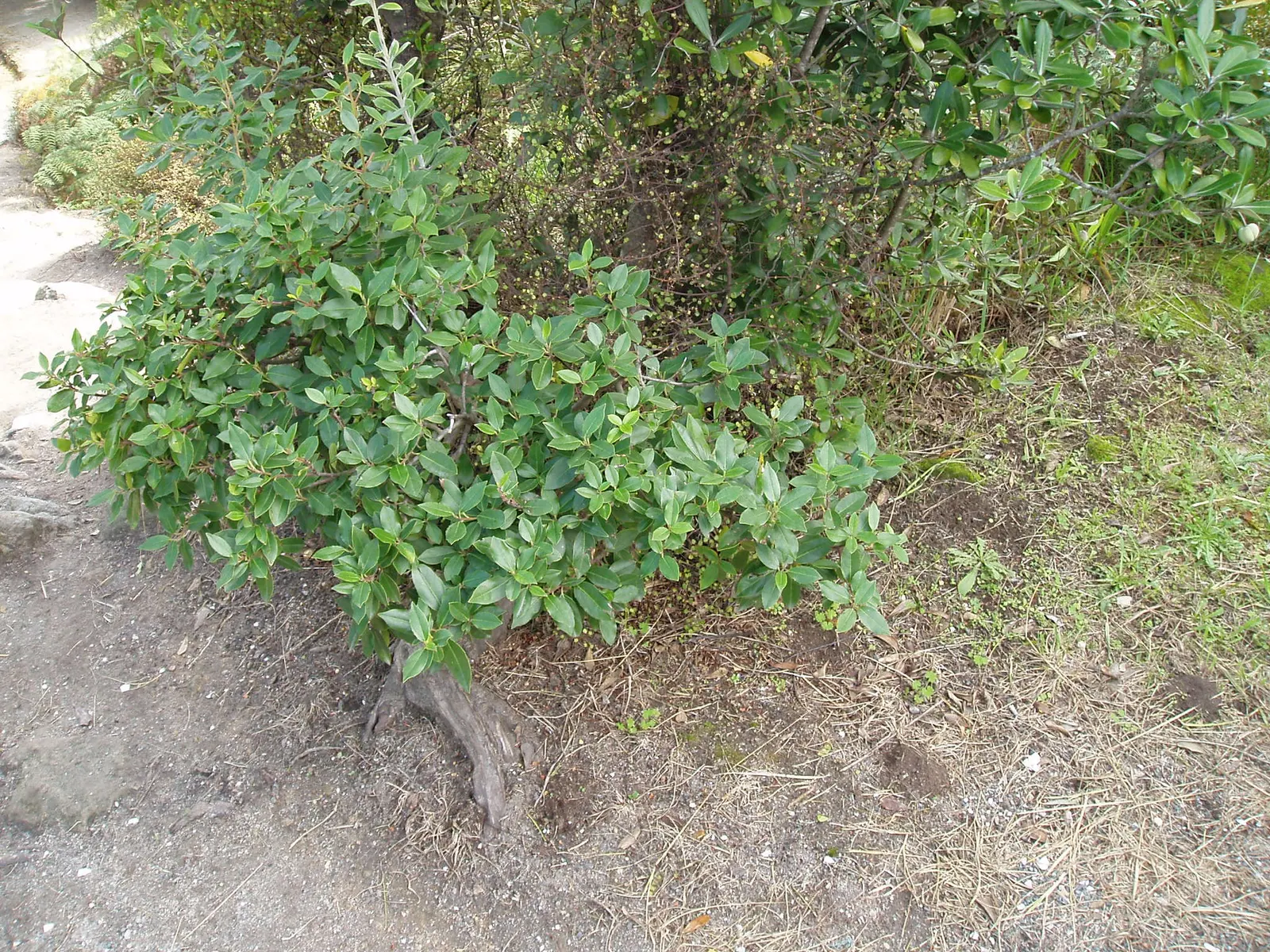 Italian Buckthorn (Rhamnus Alaternus) — An annual general-purpose fertilizer application can support its vigor; it tolerates pruning and shaping, making it an