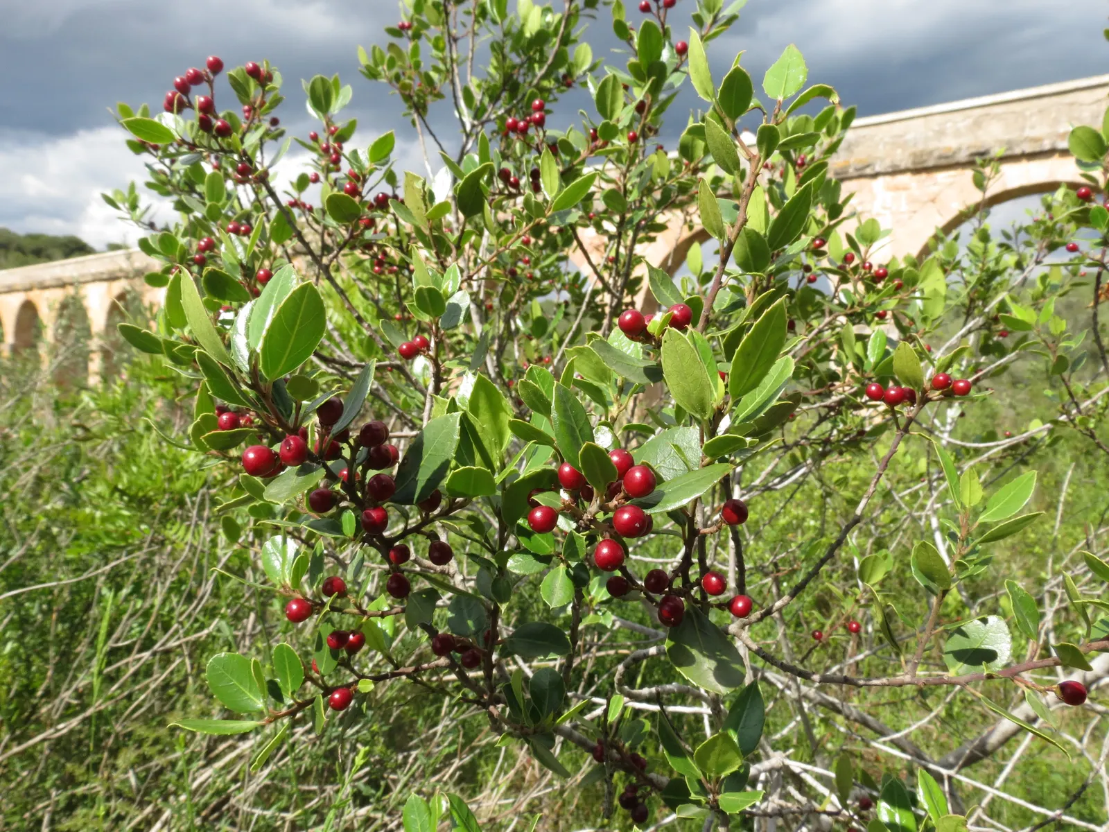 Italian Buckthorn (Rhamnus Alaternus) — While it basks in full sun to partial shade; keeping the specimen thrives in your client's garden for years to come