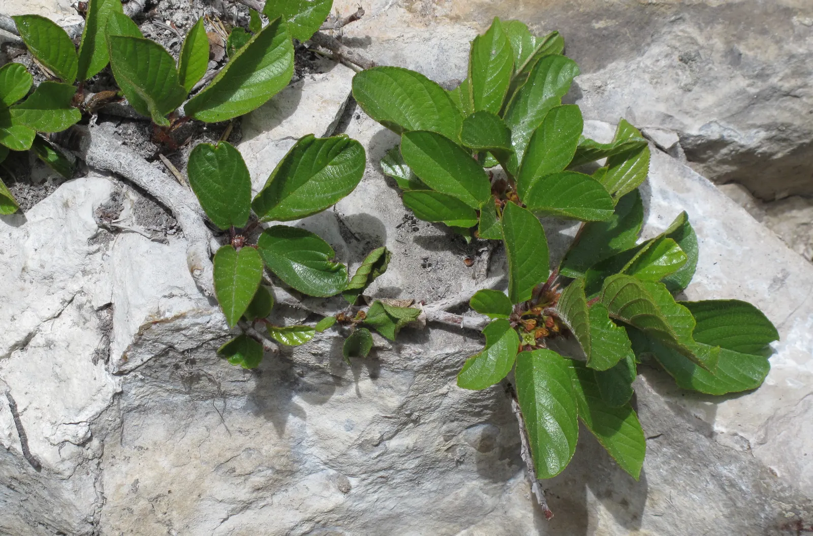 Italian Buckthorn (Rhamnus Alaternus) — inconspicuous green-yellowish flowers