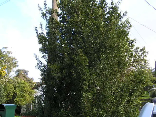 Italian Buckthorn (Rhamnus Alaternus) — dark green foliage and architectural form