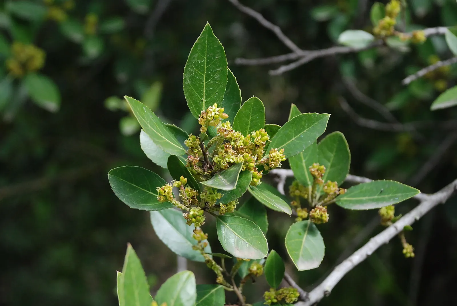 Italian Buckthorn (Rhamnus Alaternus) — though it can grow up to 10 feet; adding to its low-maintenance profile, image 47