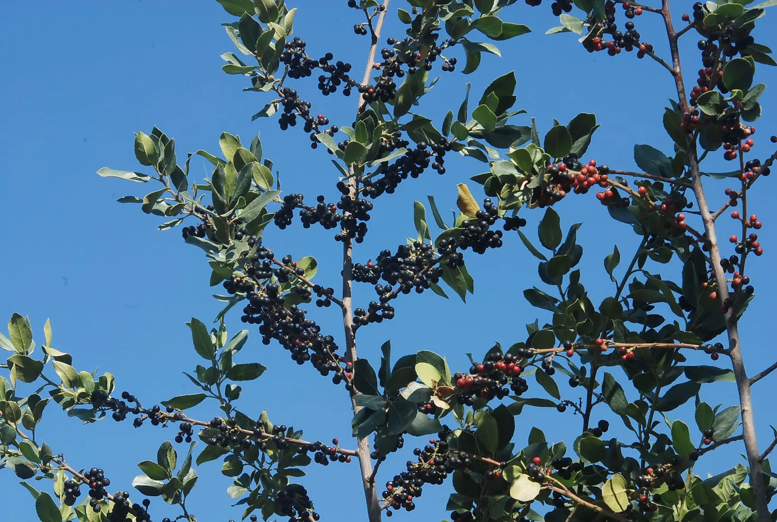 Italian Buckthorn (Rhamnus Alaternus) — For optimal growth and form, offer occasional trimming, which it tolerates well; an annual general-purpose fertilizer