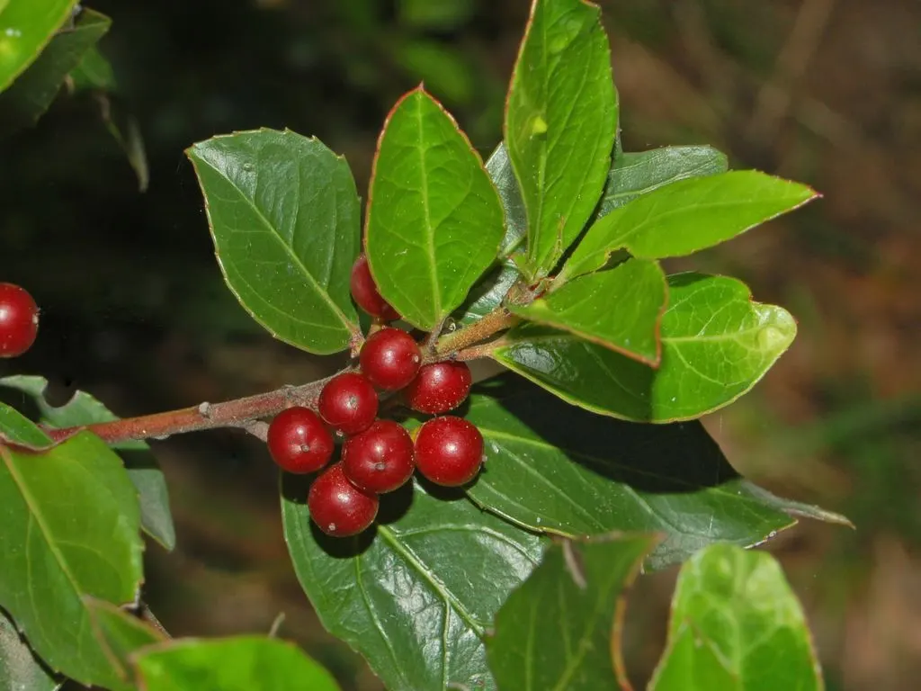 Italian Buckthorn (Rhamnus Alaternus) — keeping the specimen thrives in your client's garden for years to come; contributing an enduring visual appeal to the