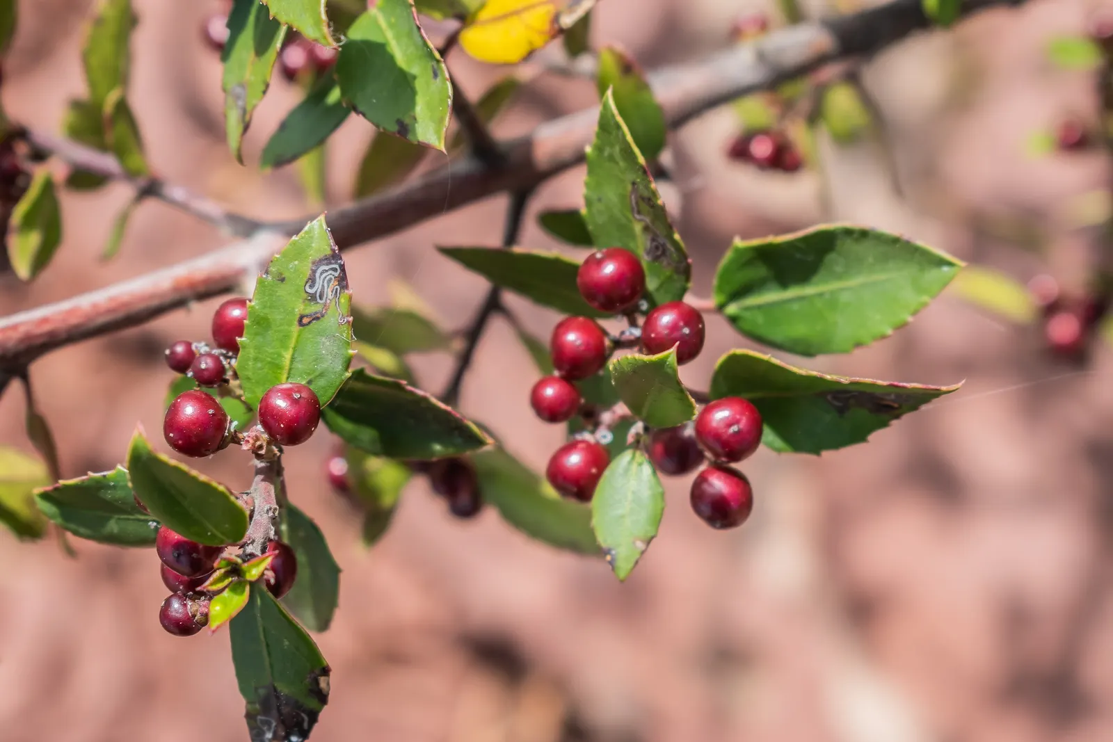 Italian Buckthorn (Rhamnus Alaternus) — For optimal growth and form, offer occasional trimming, which it tolerates well