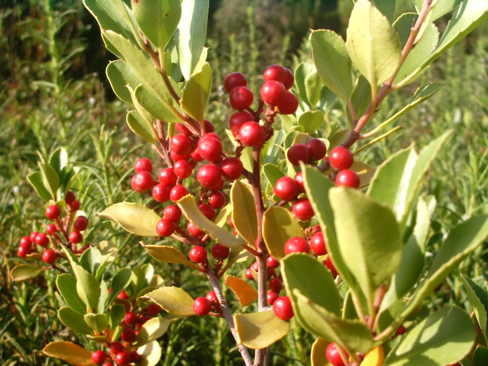 Italian Buckthorn (Rhamnus Alaternus) — Rhamnus alaternus is also drought-tolerant once established; thriving in USDA Zones 7-10, it prefers full sun to