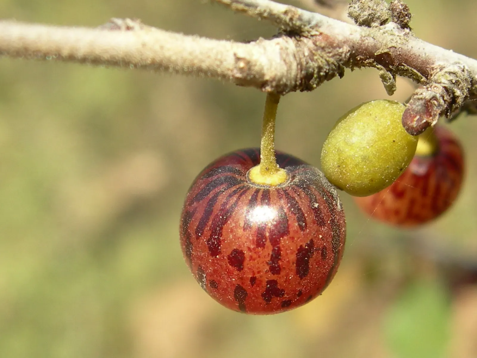 Italian Buckthorn (Rhamnus Alaternus) — The Italian Buckthorn (Rhamnus alaternus) is an evergreen shrub with a dense; its glossy leaves and modest yellow