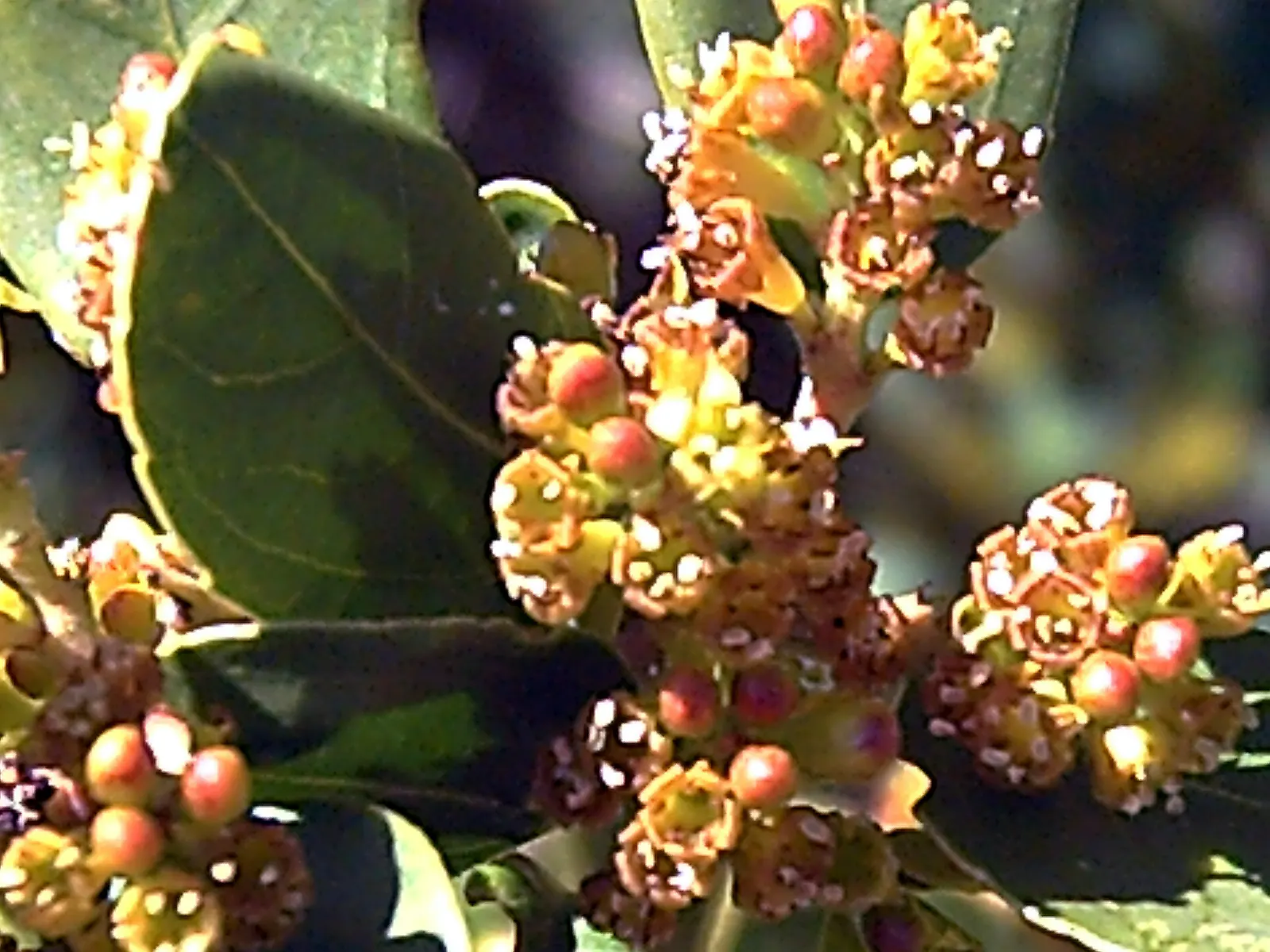 Italian Buckthorn (Rhamnus Alaternus) — keeping the specimen thrives in your client's garden for years to come