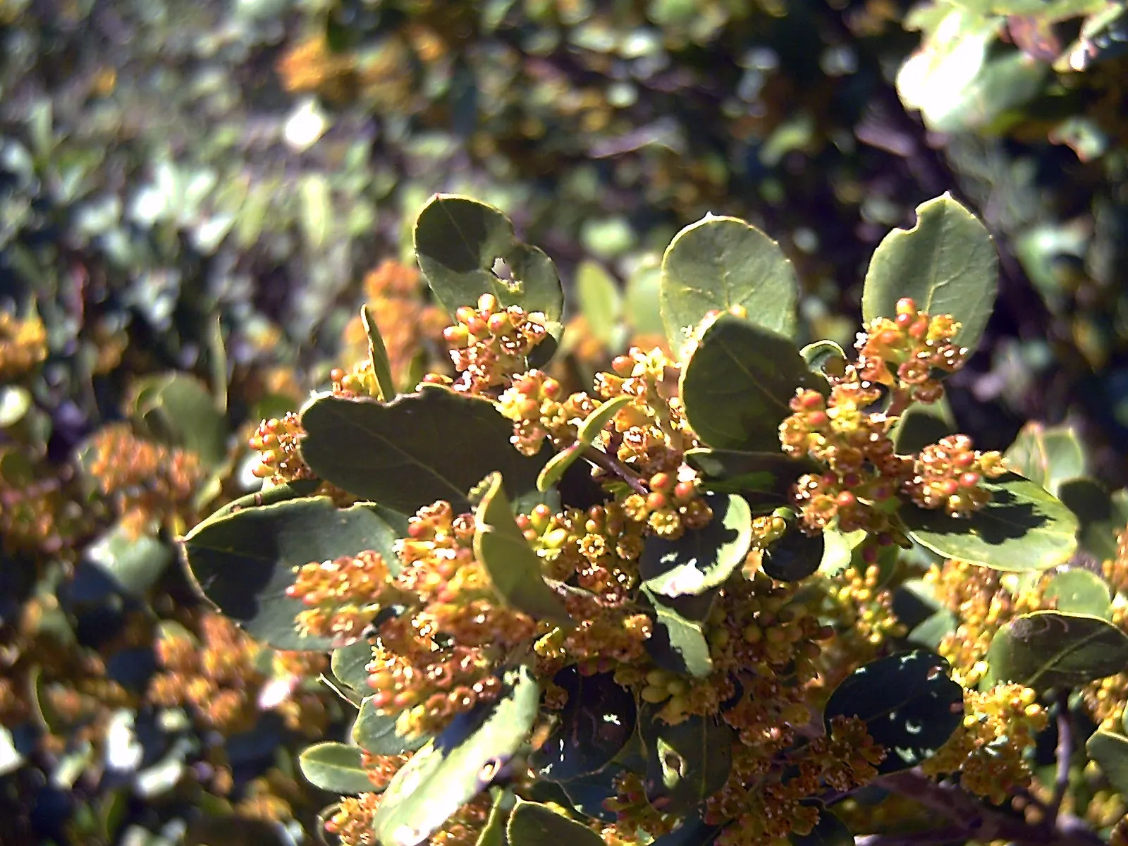 Italian Buckthorn (Rhamnus Alaternus) — typically reaching 5-6 feet in height; making it an excellent choice for hedging, image 46
